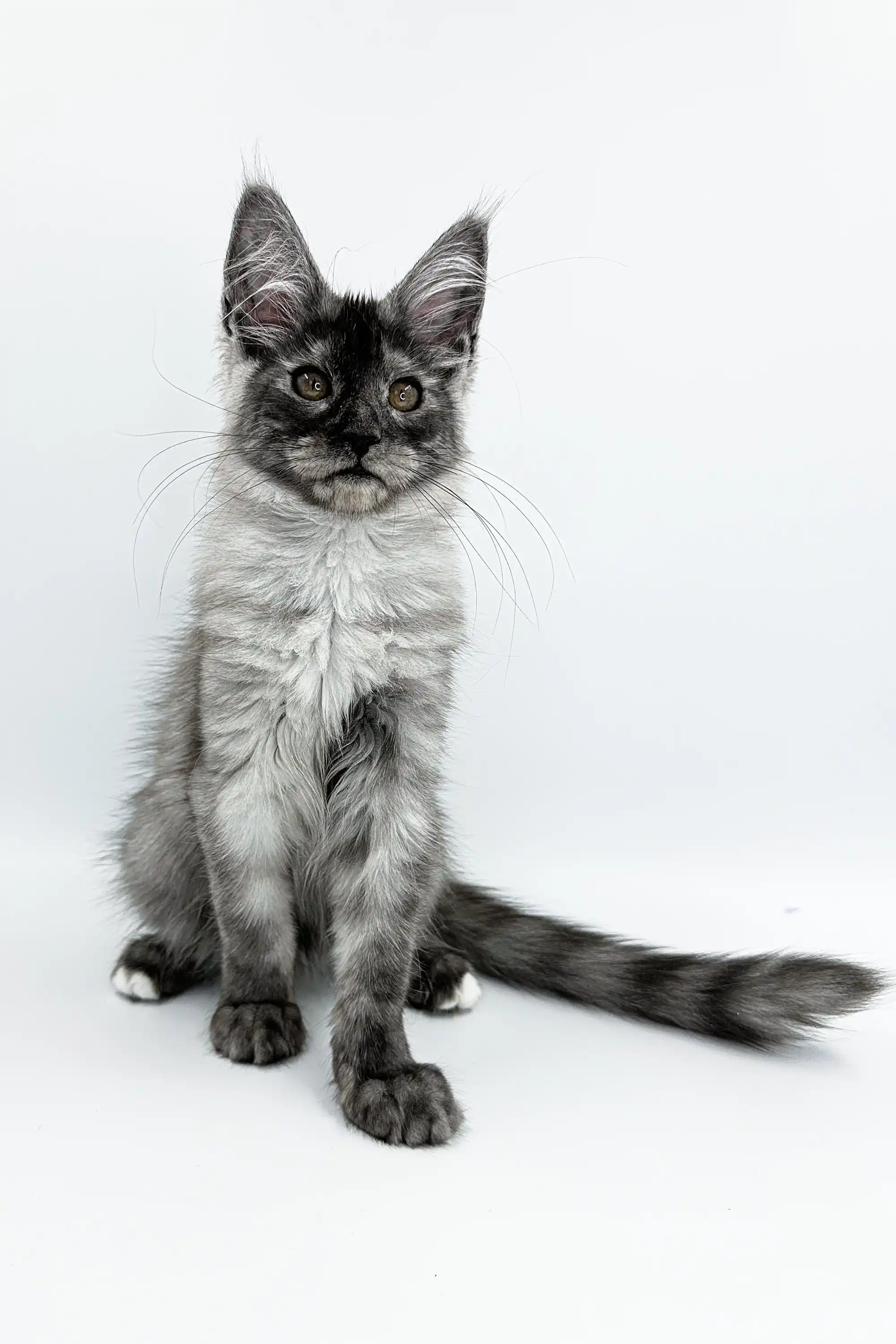 Kandy | Maine Coon Kitten - Image 9