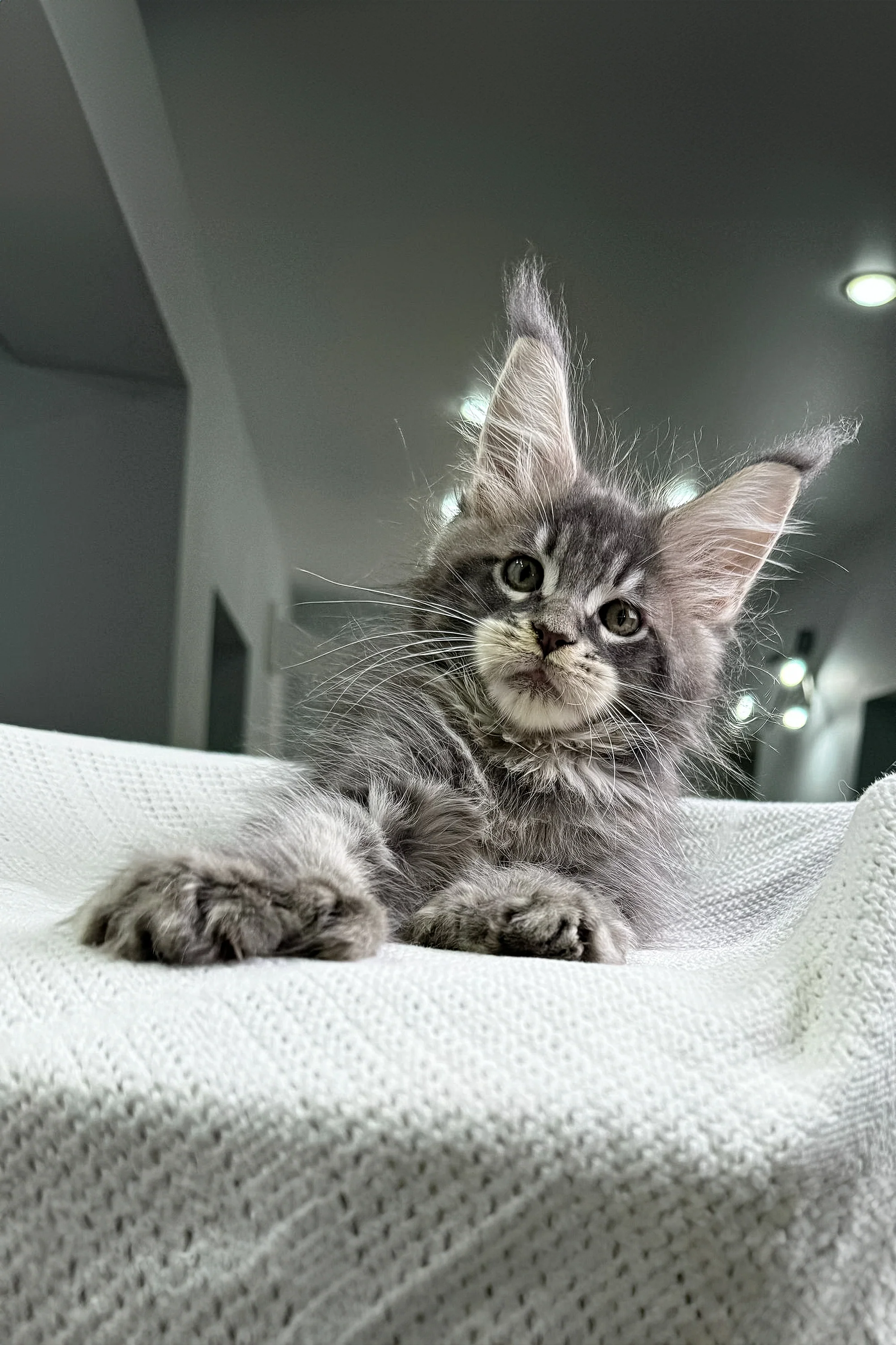 Kardinal | Polydactyl Maine Coon - Image 6