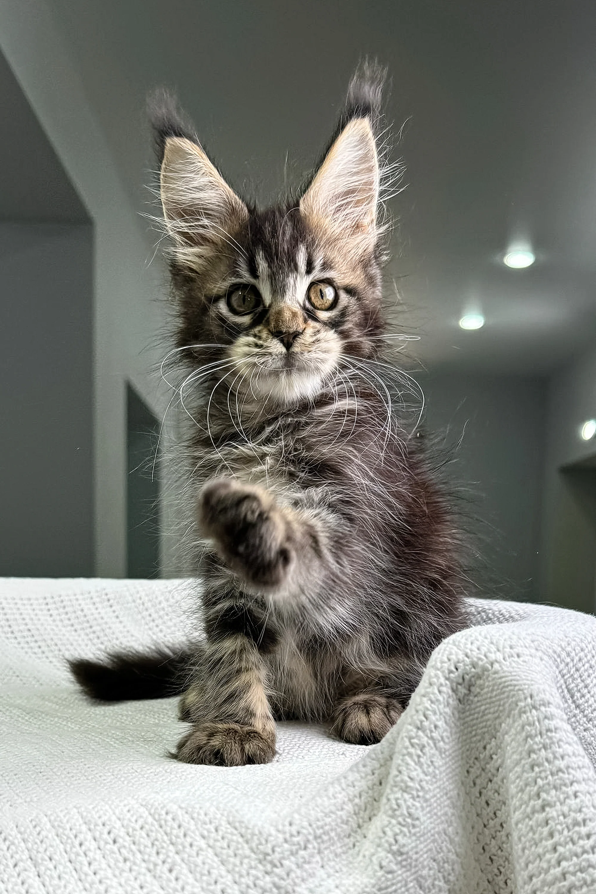 Karisma | Polydactyl Maine Coon - Image 6