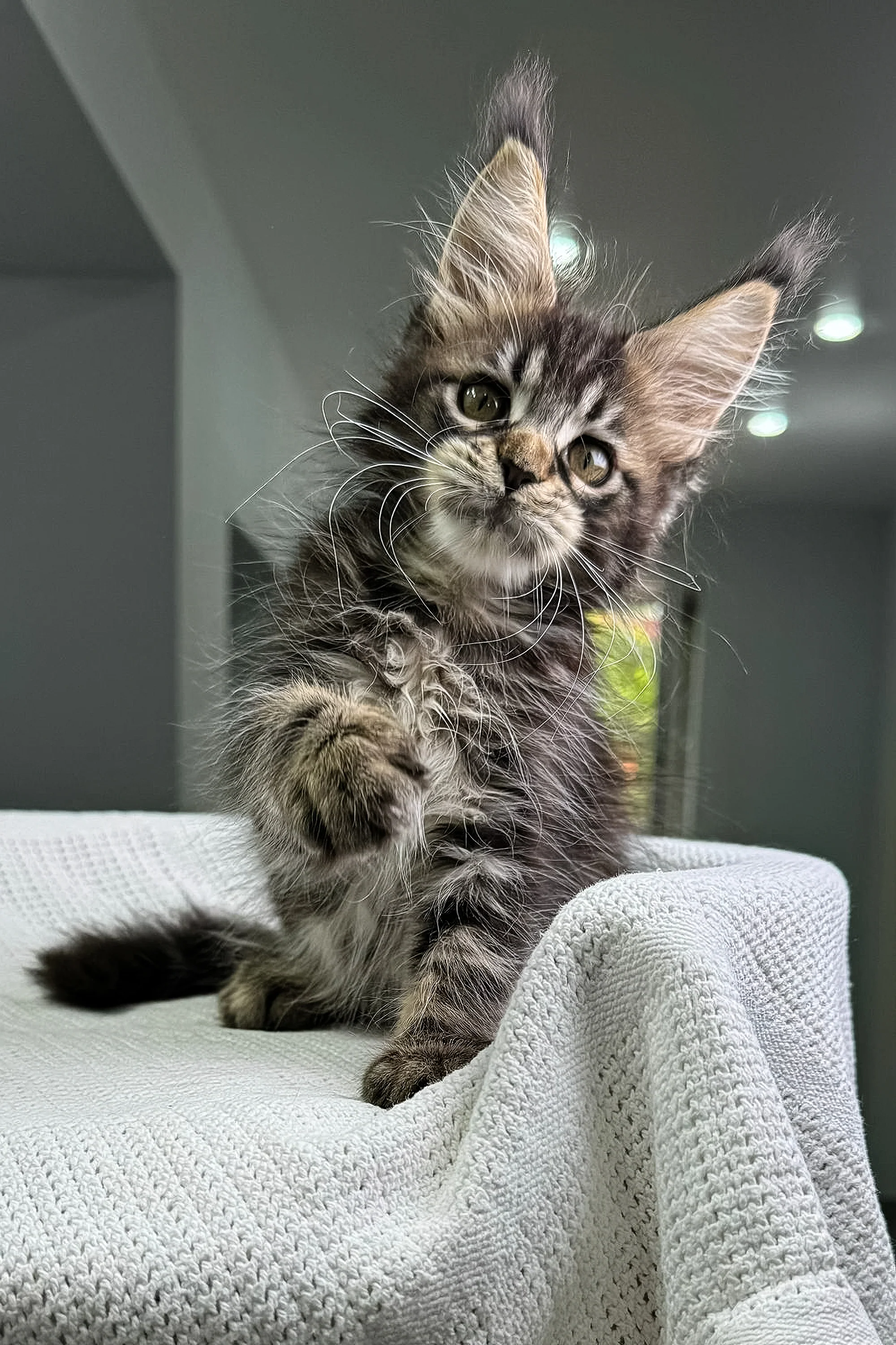 Karisma | Polydactyl Maine Coon - Image 9