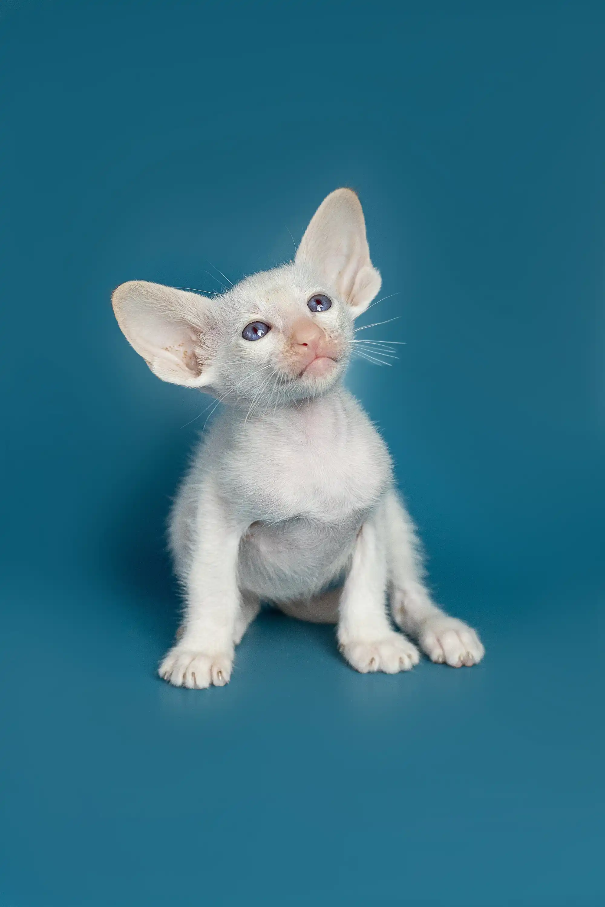 Karl | Oriental Kitten - Image 11