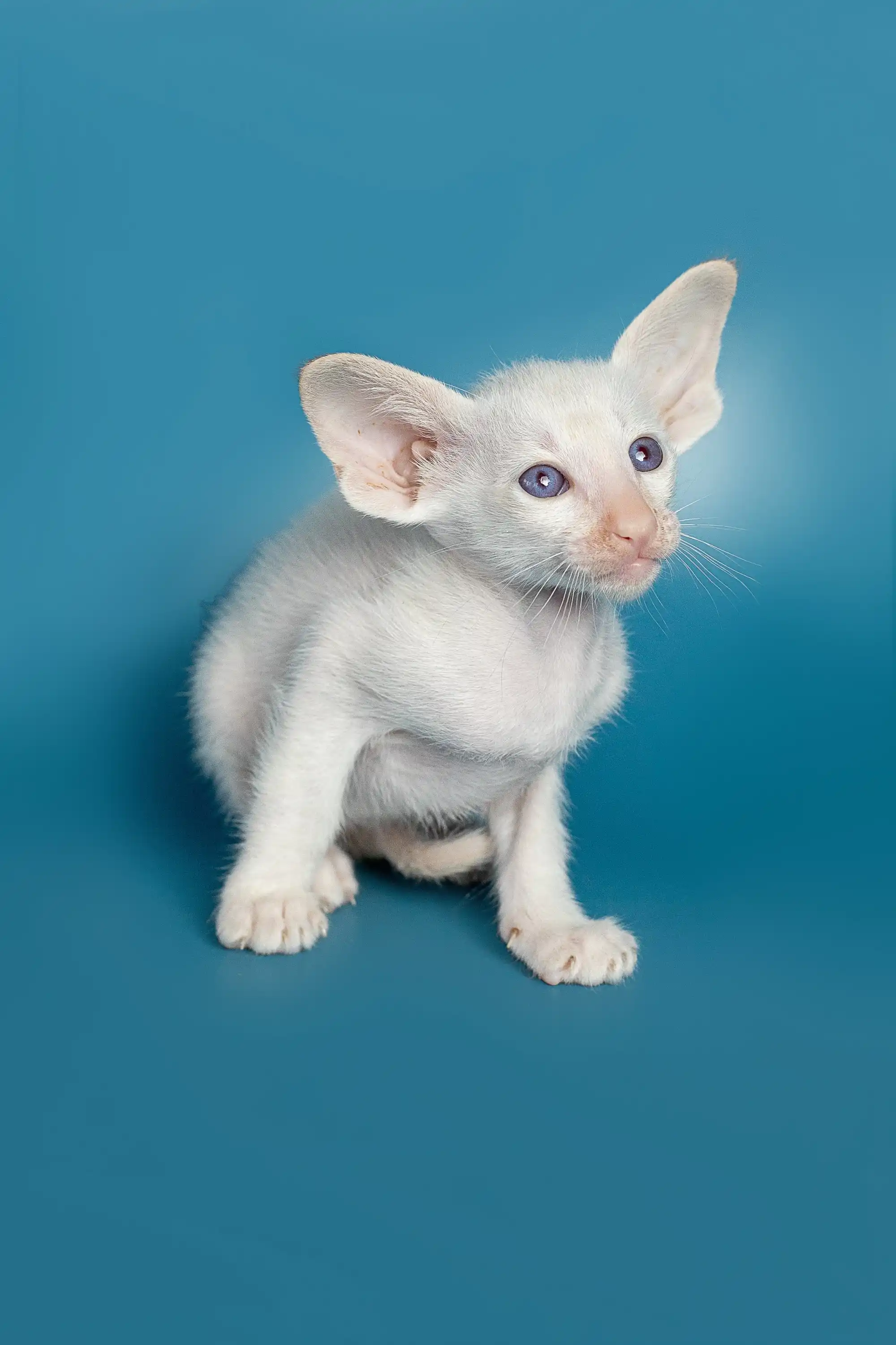 Karl | Oriental Kitten - Image 12