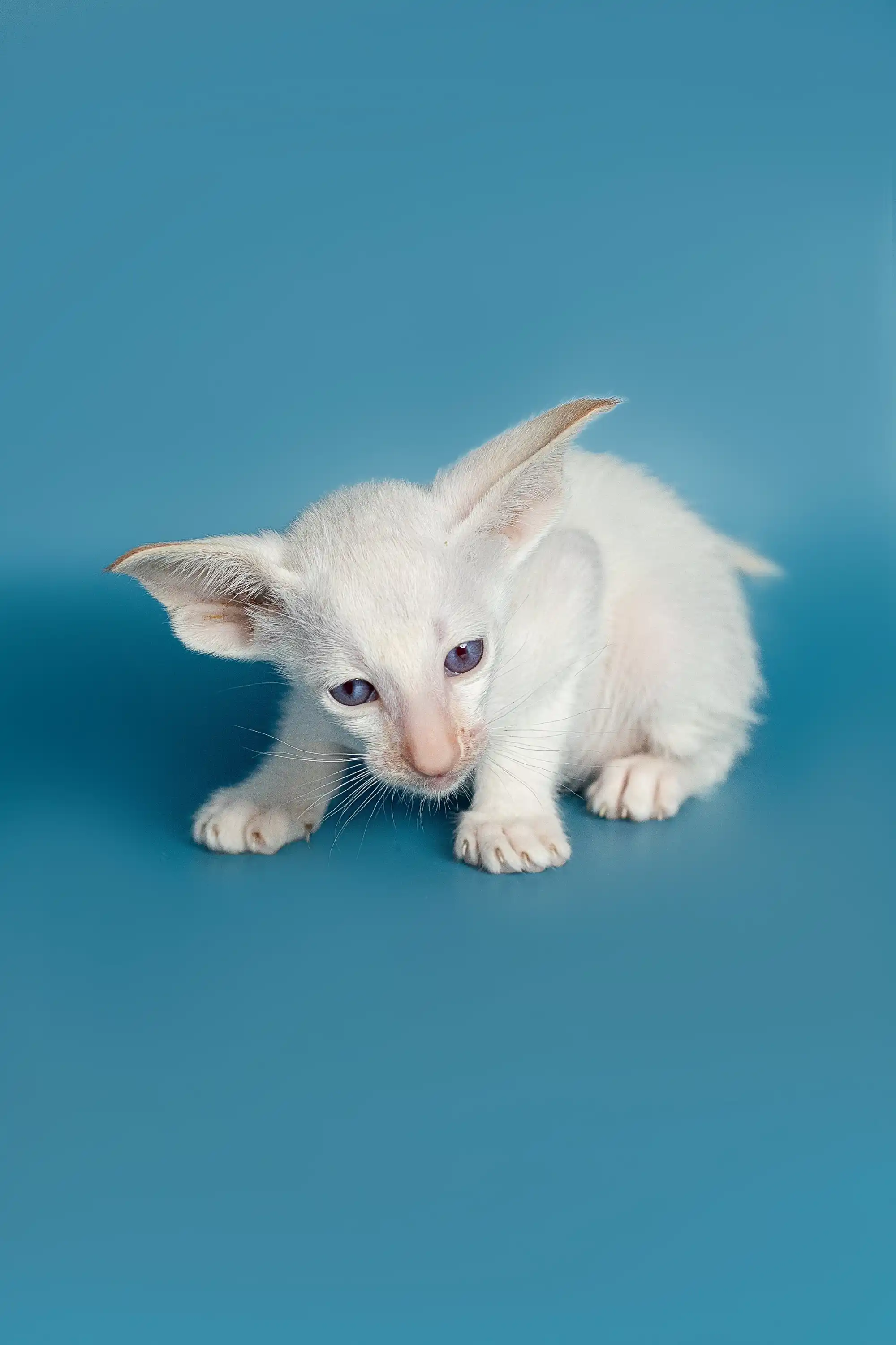 Karl | Oriental Kitten - Image 4