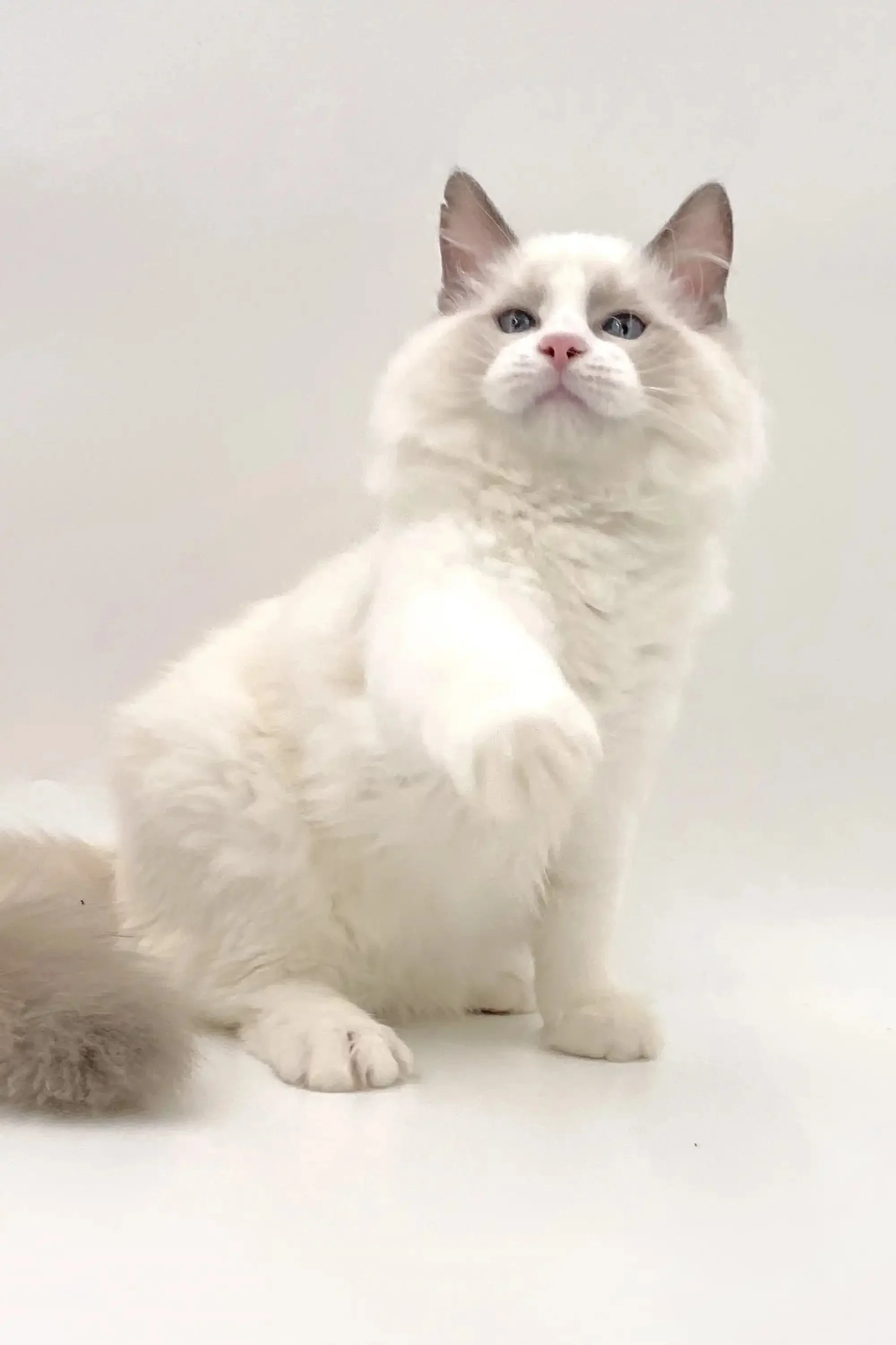 Kartie | Ragdoll Kitten - Image 6