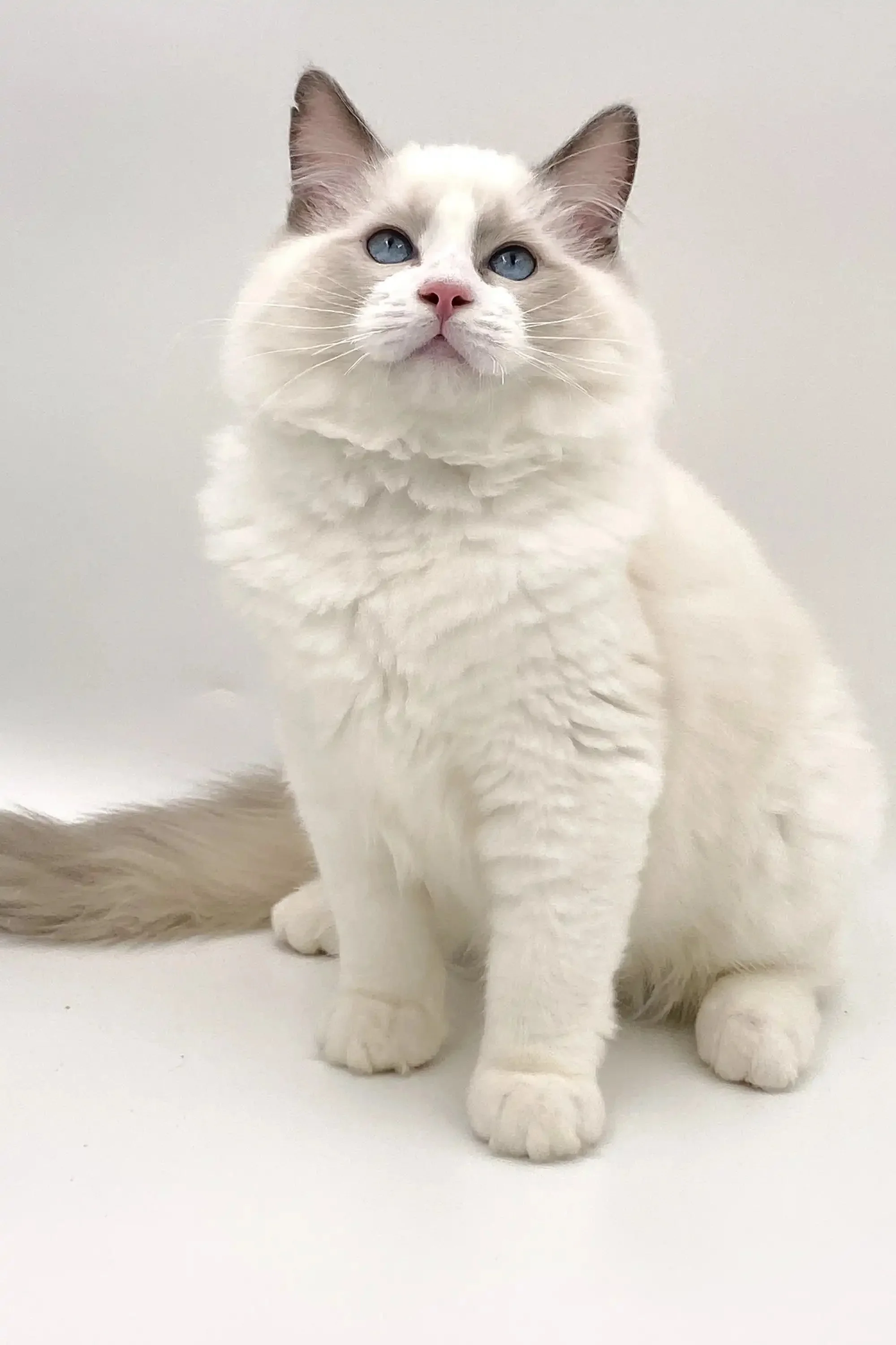 Kartie | Ragdoll Kitten - Image 7