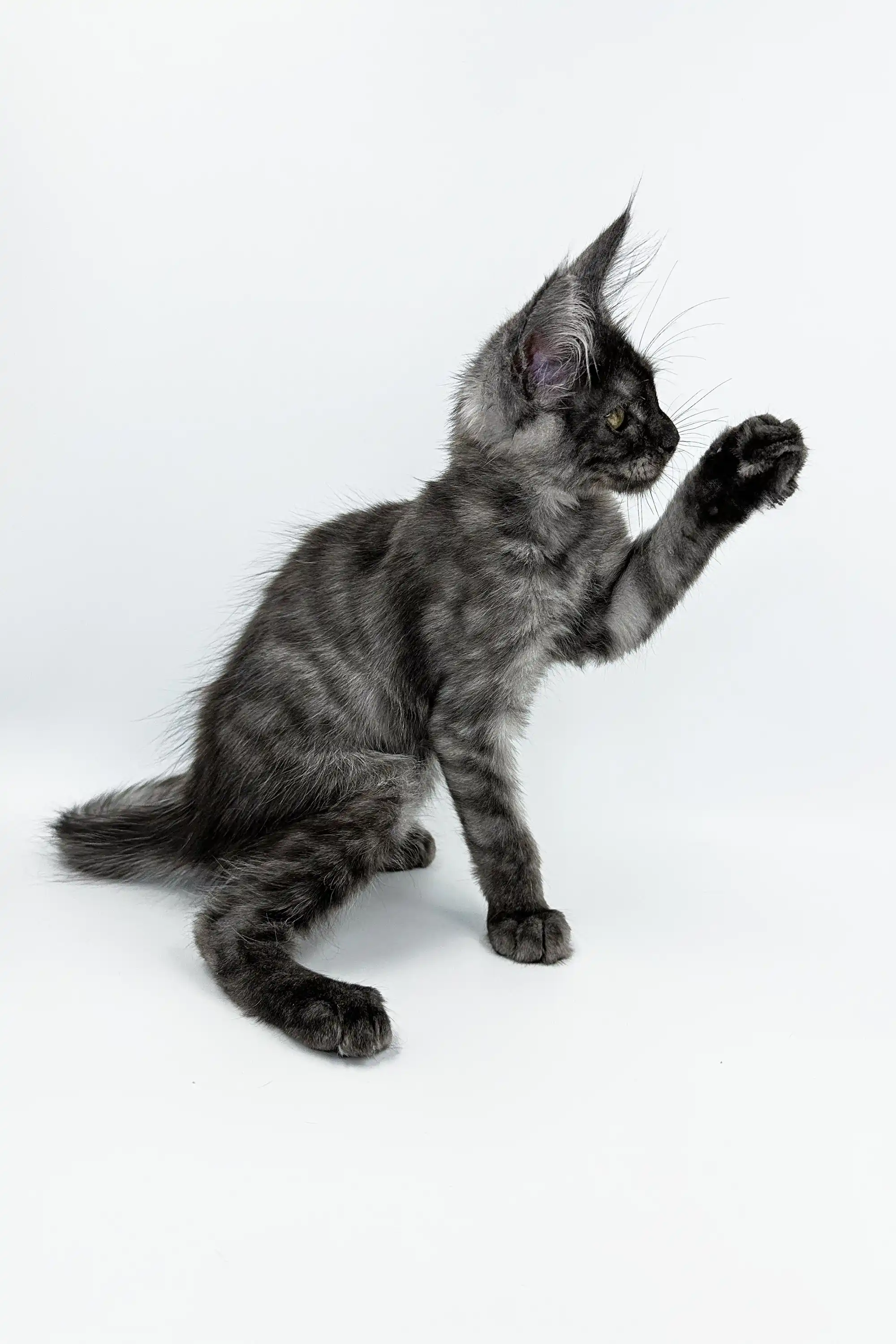 Kasandra | Maine Coon Kitten - Image 5