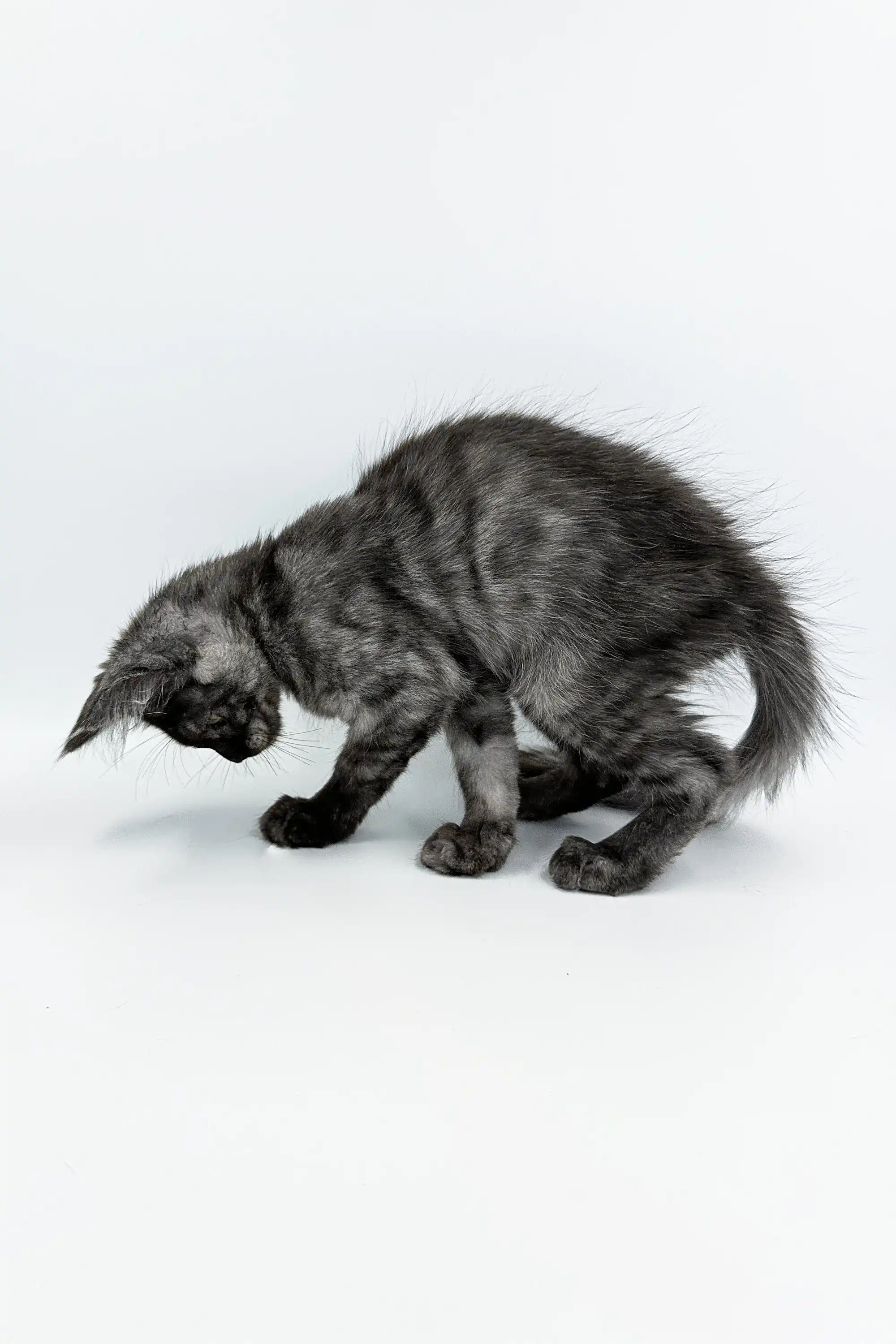Kasandra | Maine Coon Kitten - Image 9