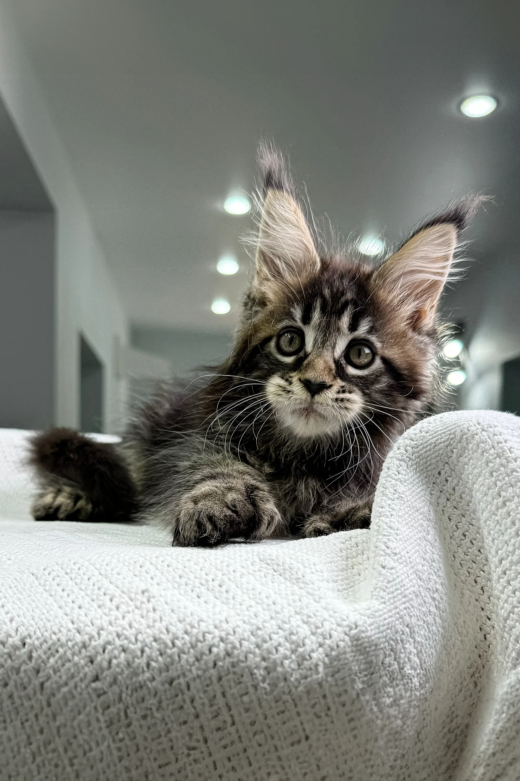 Katana | Polydactyl Maine Coon - Image 3