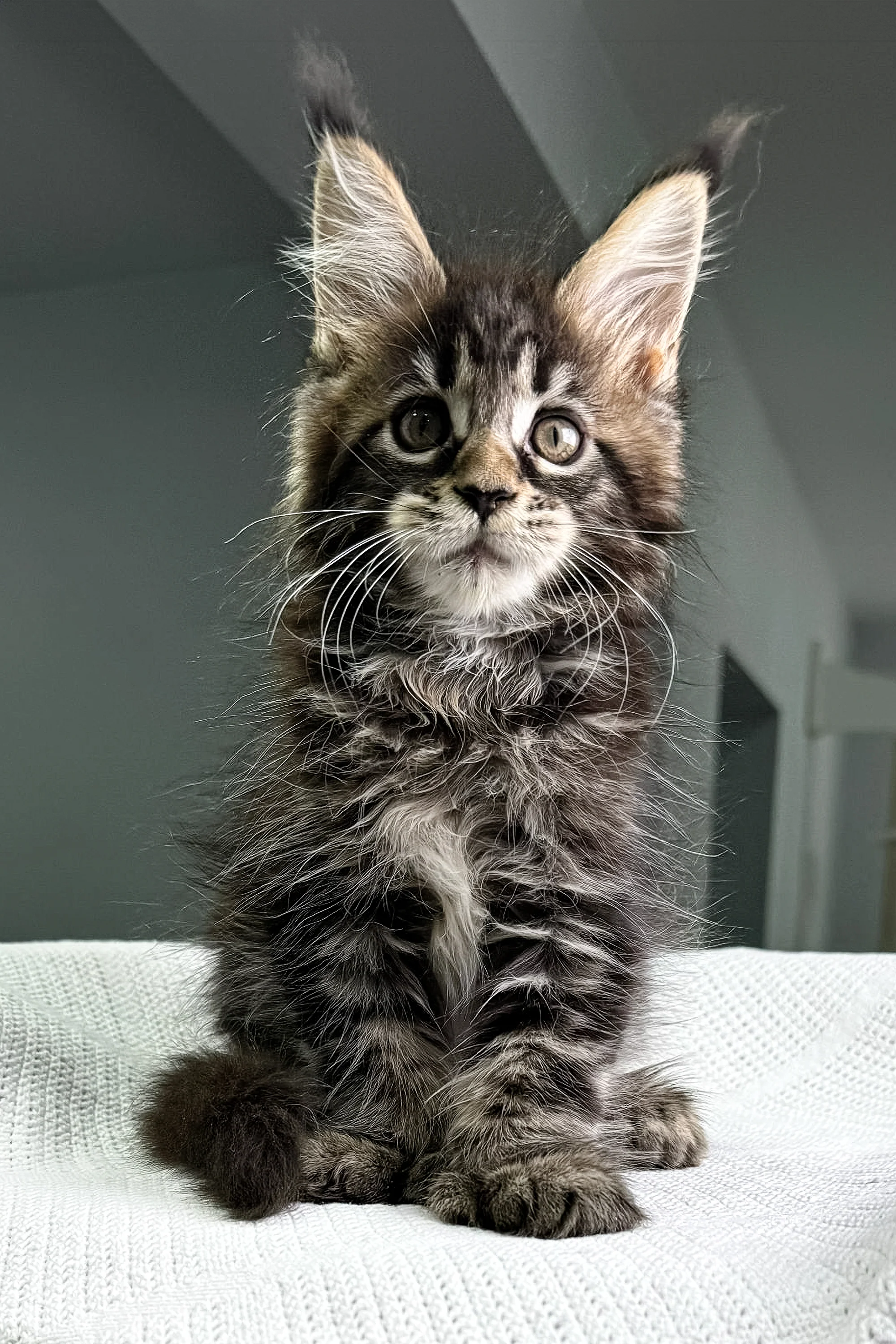 Katana | Polydactyl Maine Coon - Image 5