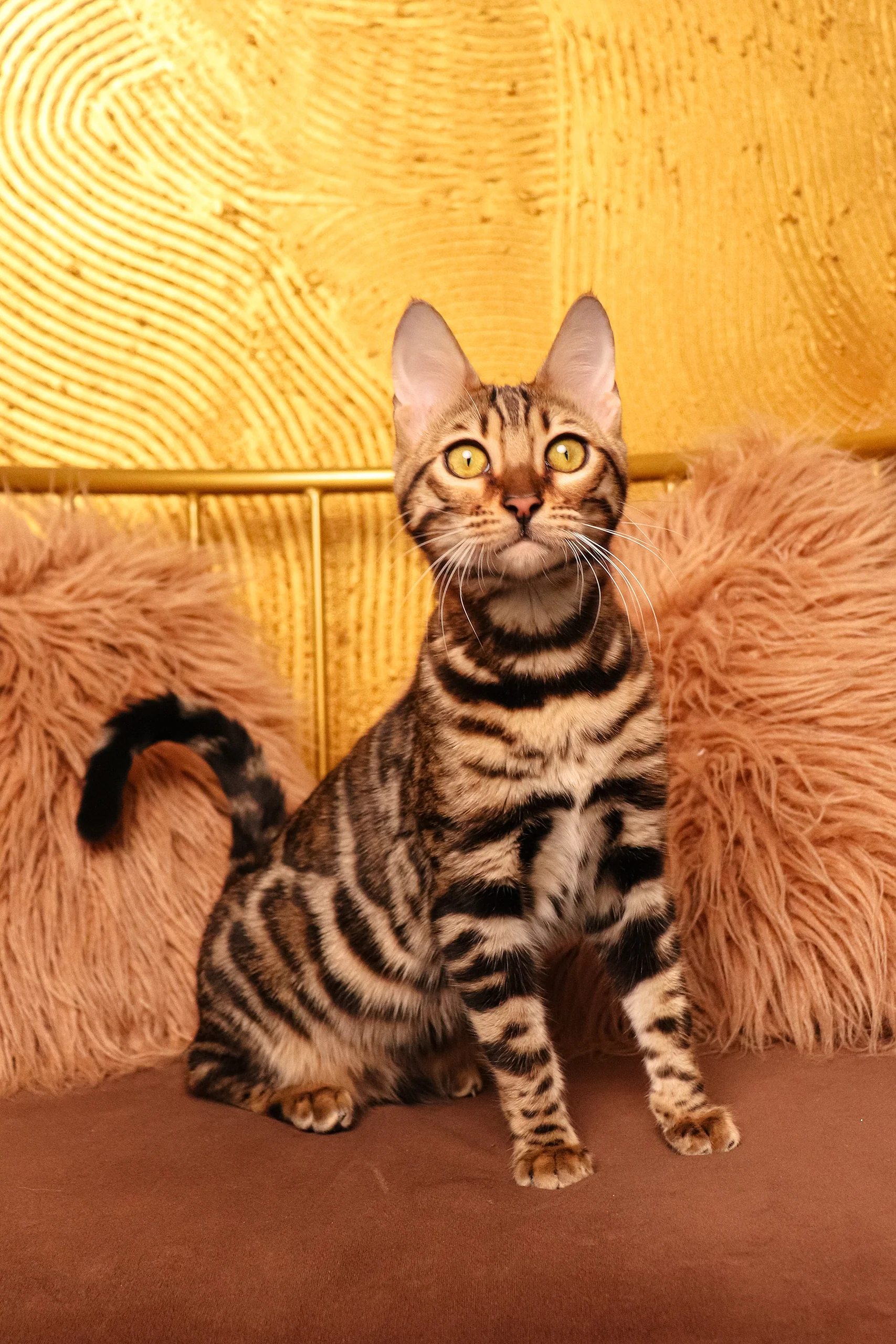 Kate | Bengal Kitten - Image 4