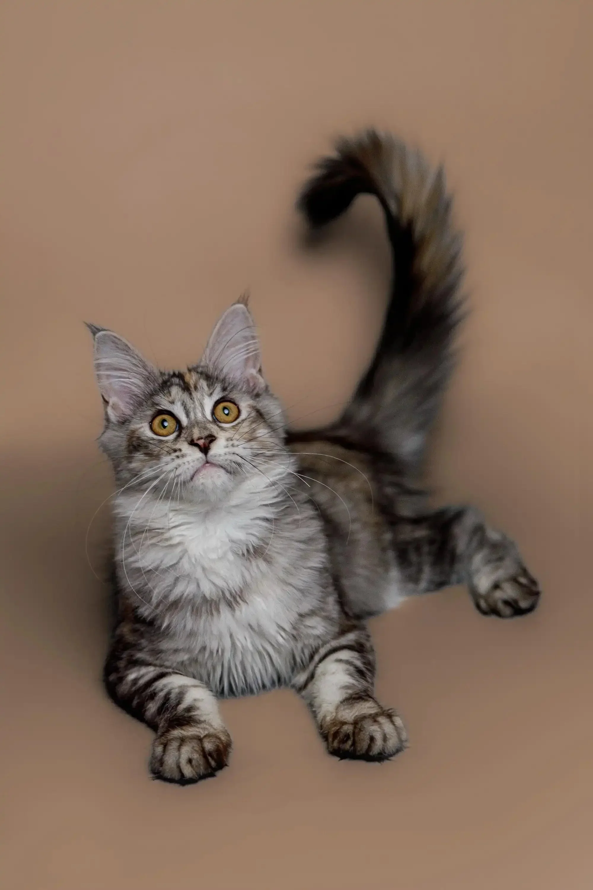 Katsu | Maine Coon Kitten - Image 6