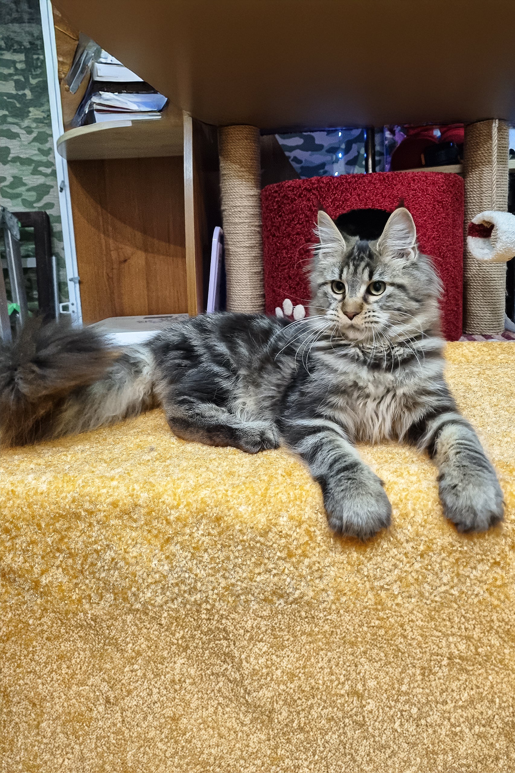 Kelly | Maine Coon Kitten - Image 5