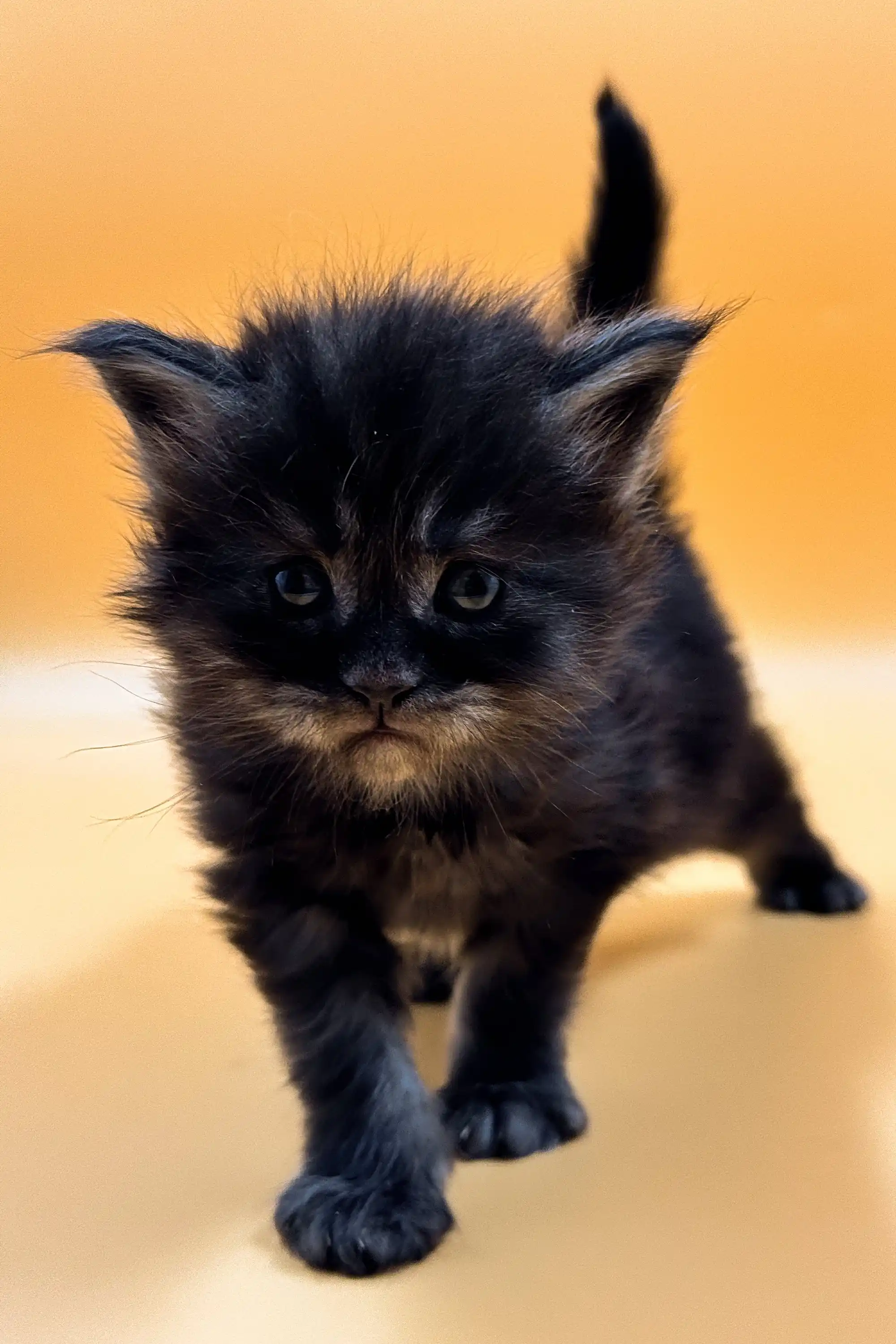 Kelly | Maine Coon Kitten - Image 6