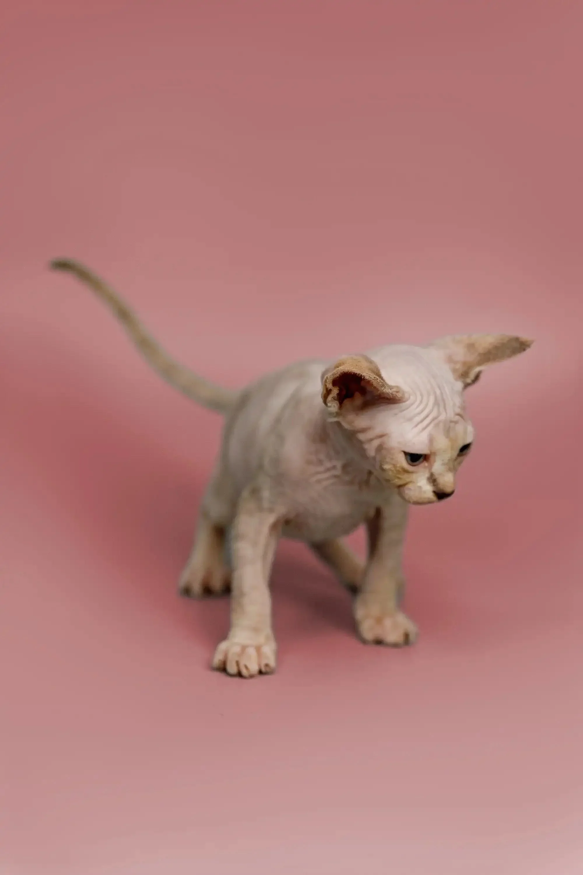 Kelsey | Sphynx Kitten - Image 5