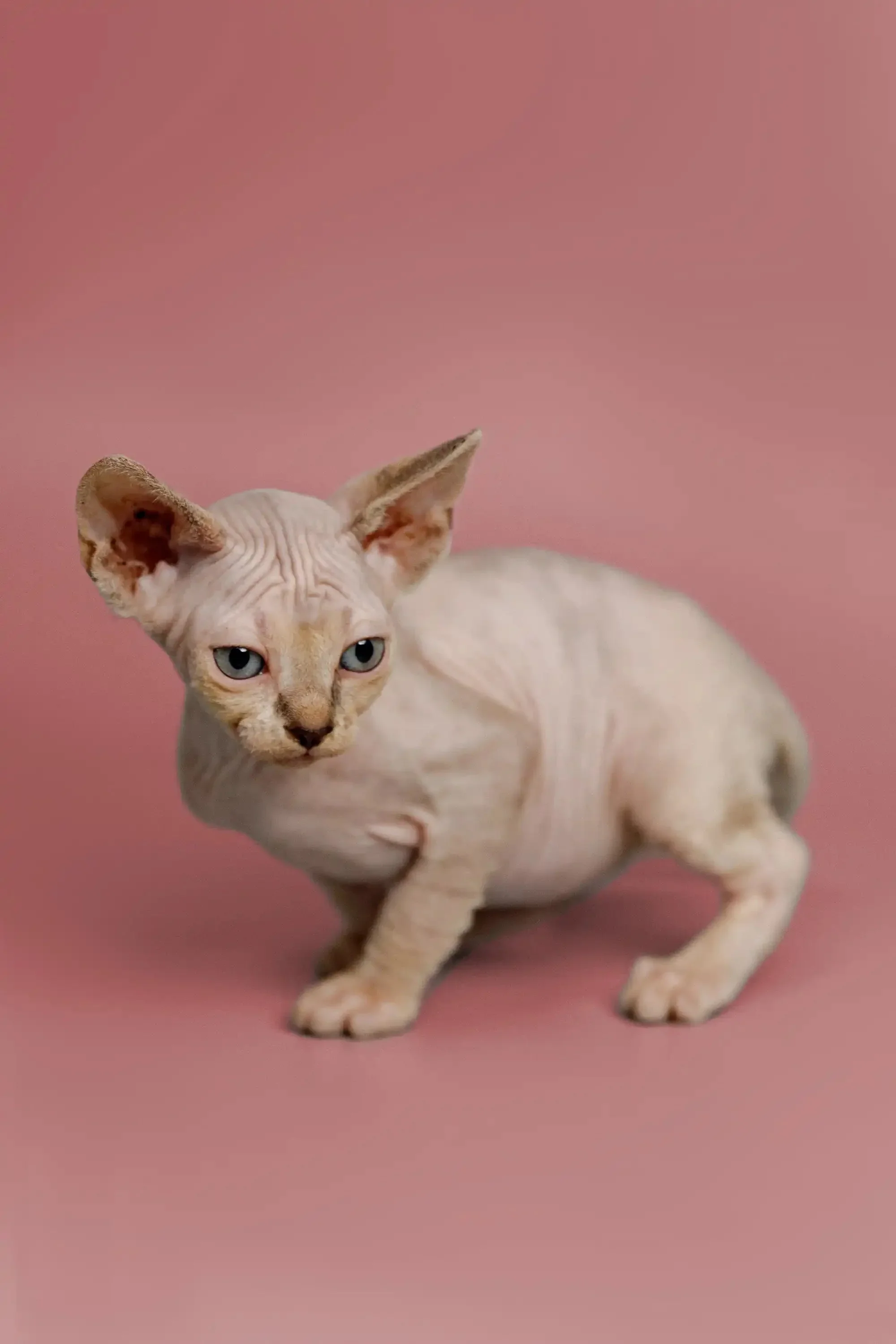 Kelsey | Sphynx Kitten - Image 7
