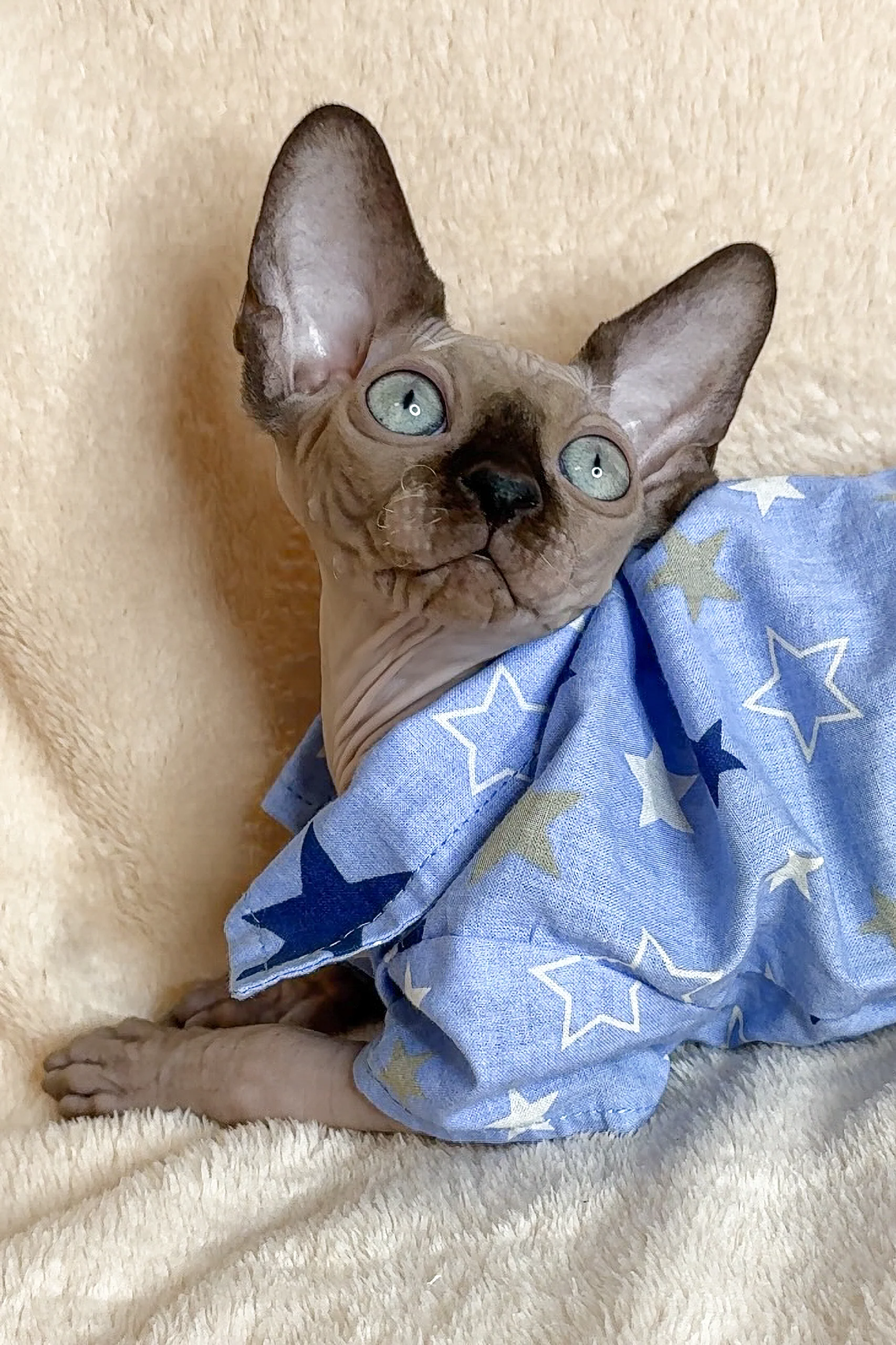 Ken | Canadian Sphynx Kitten - Image 10
