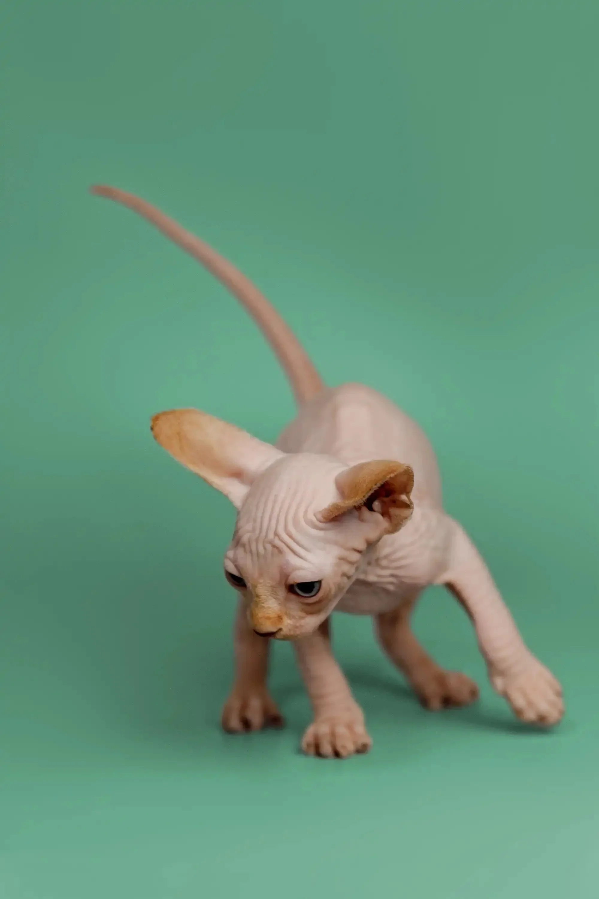 Ken | Sphynx Kitten - Image 7
