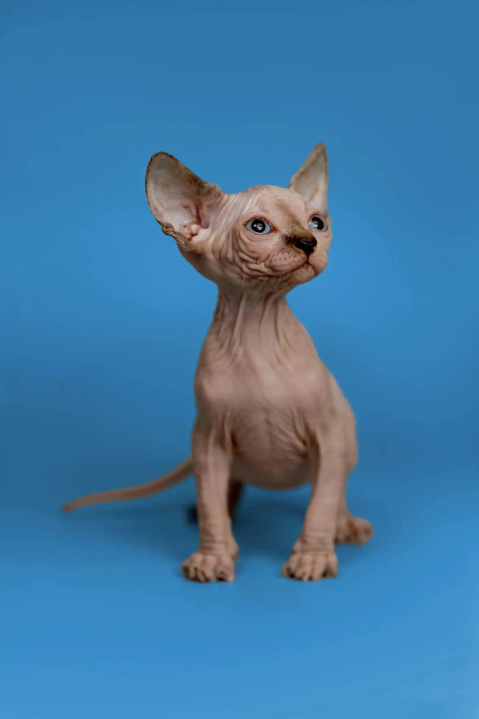 Kendra | Sphynx Kitten