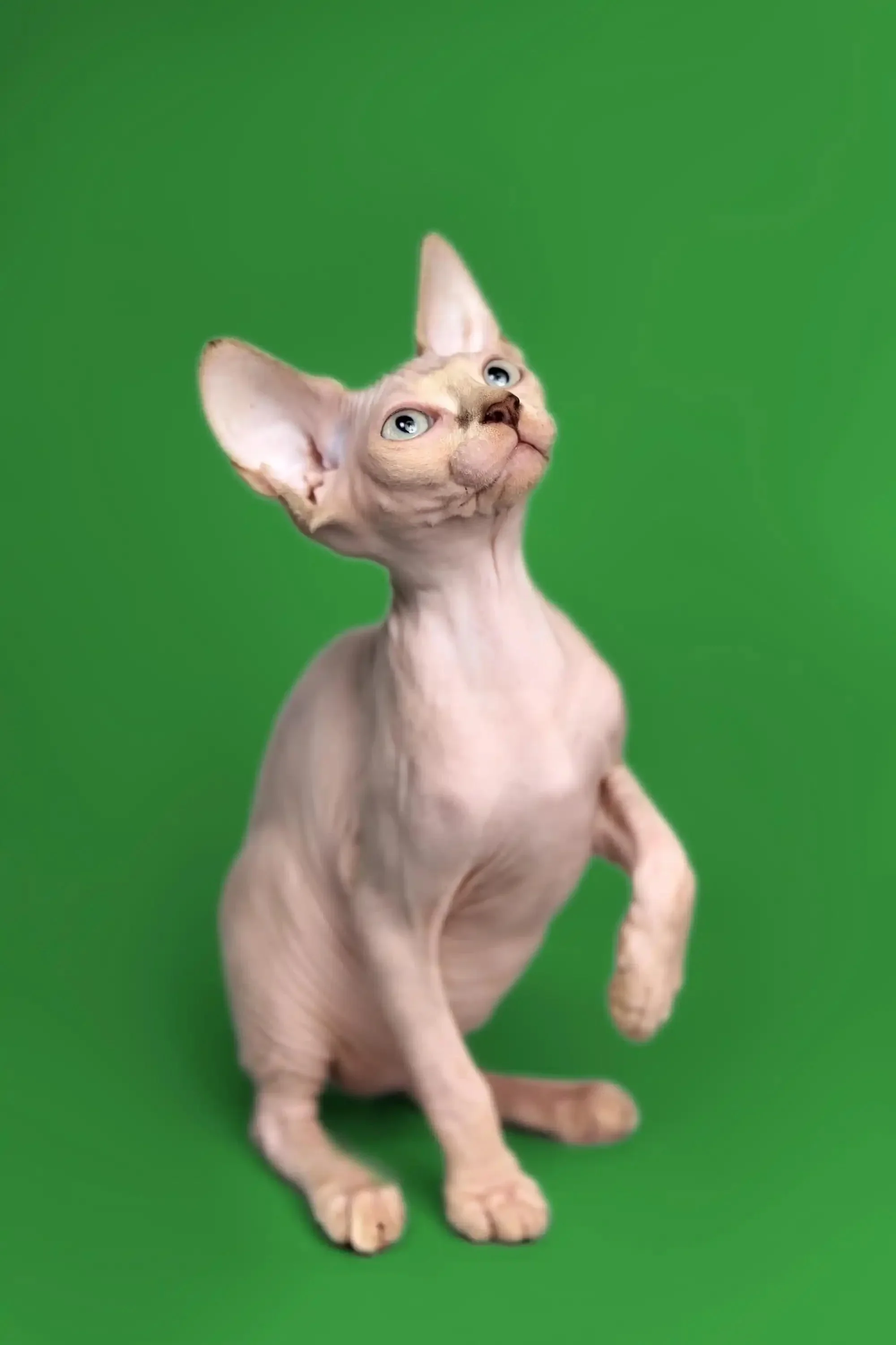 Kendra | Sphynx Kitten - Image 18