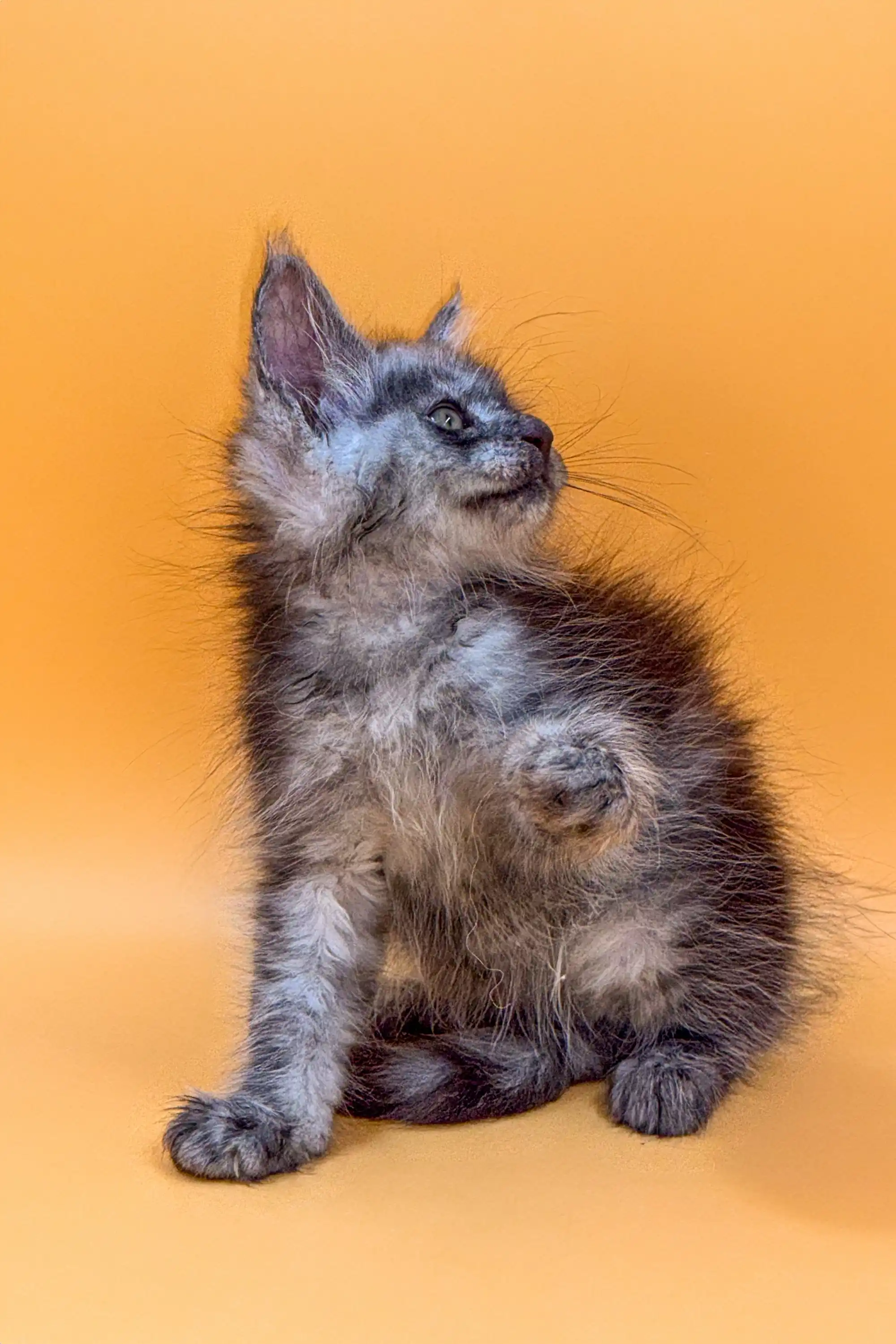 Kenzo | Maine Coon Kitten - Image 3