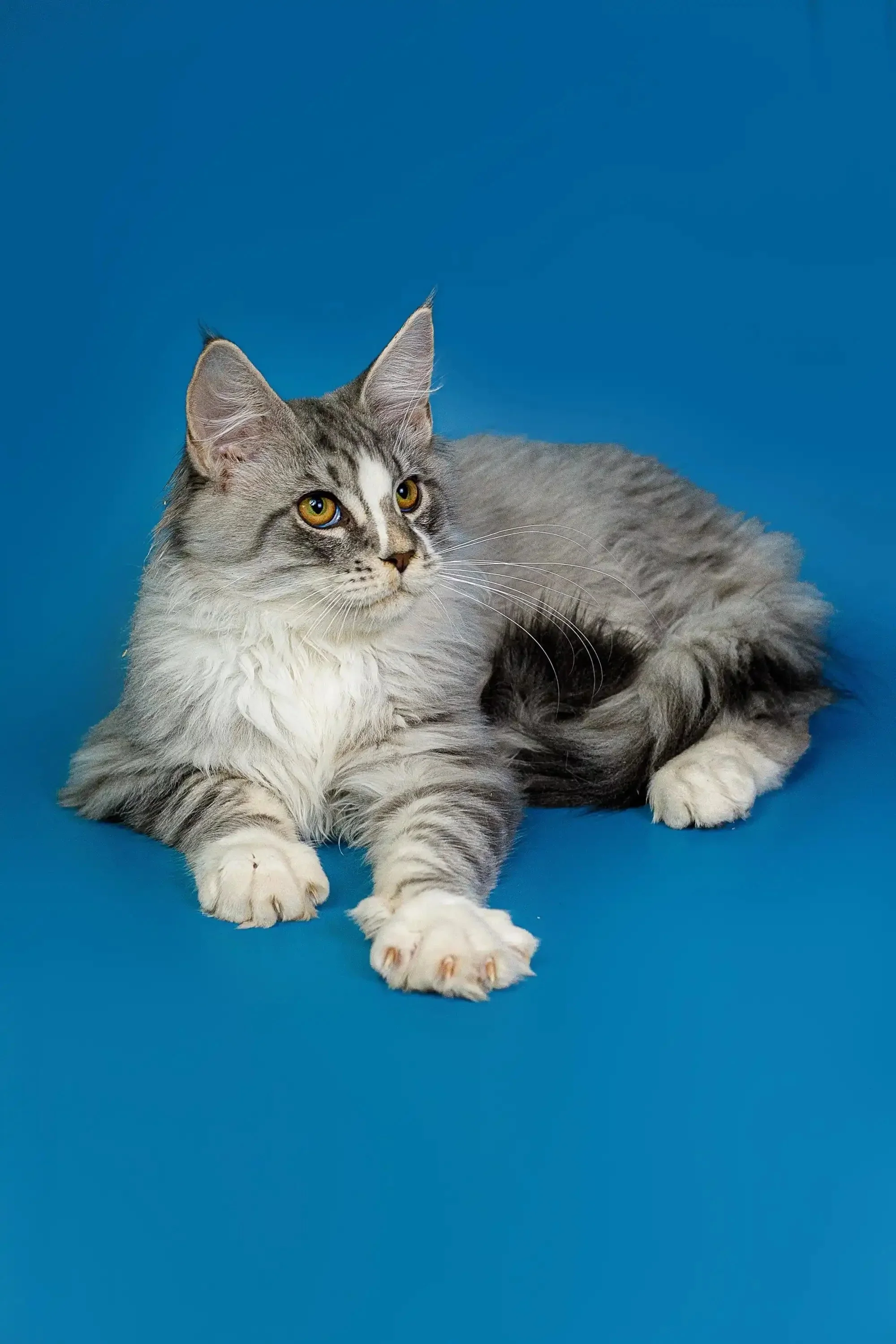 Kenzo | Maine Coon Kitten - Image 10