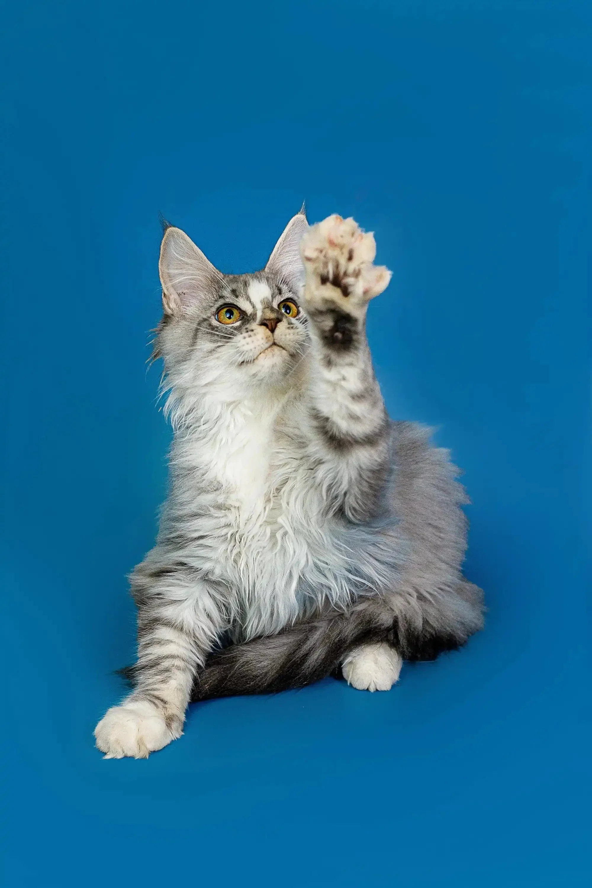 Kenzo | Maine Coon Kitten - Image 8