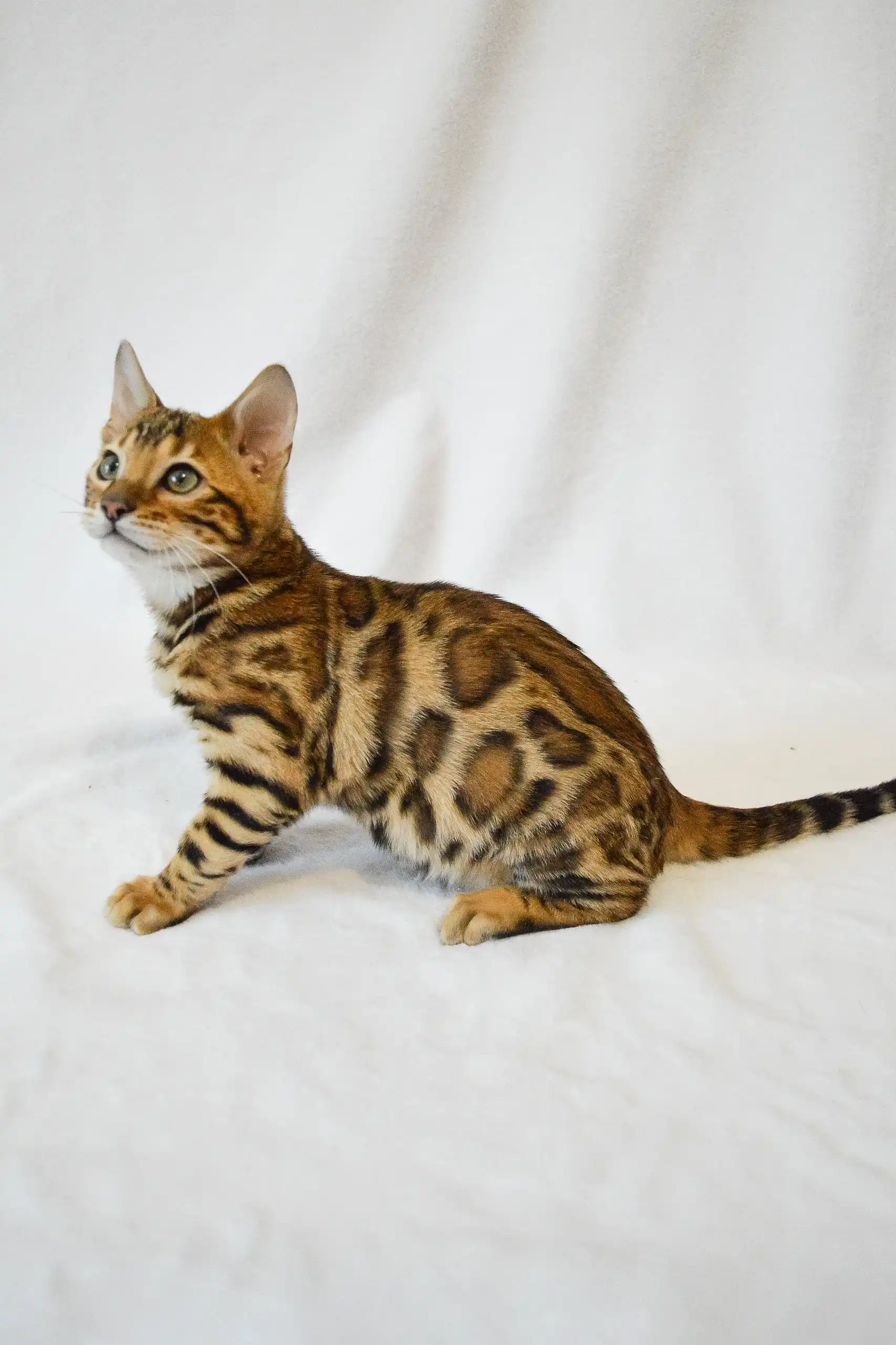 Kevin | Bengal Kitten - Image 5