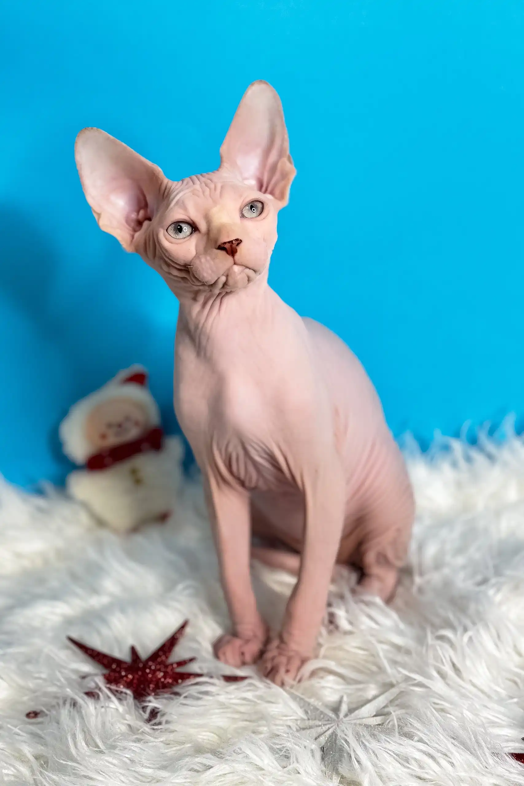 Kevin | Canadian Sphynx Kitten - Image 8