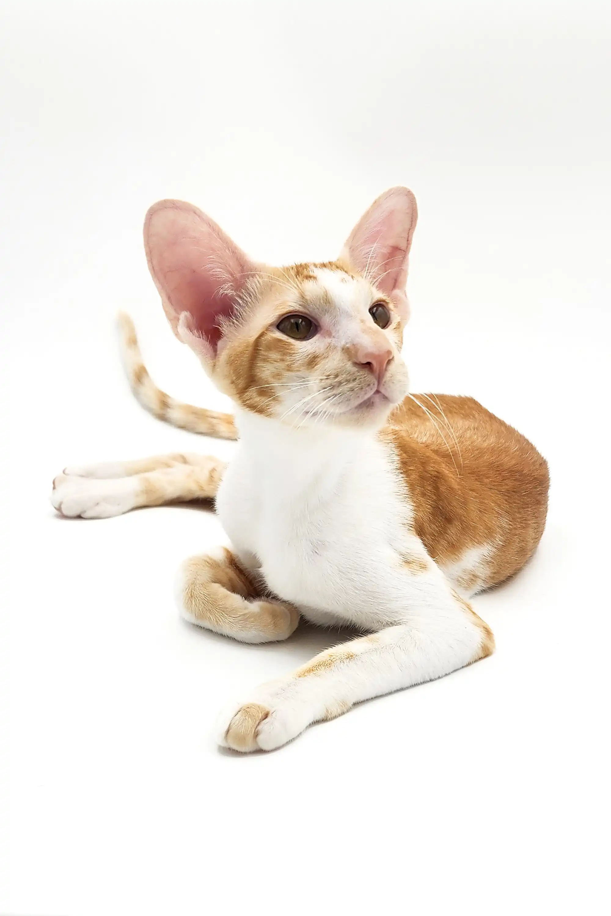 Kevin | Oriental Shorthair Kitten - Image 12