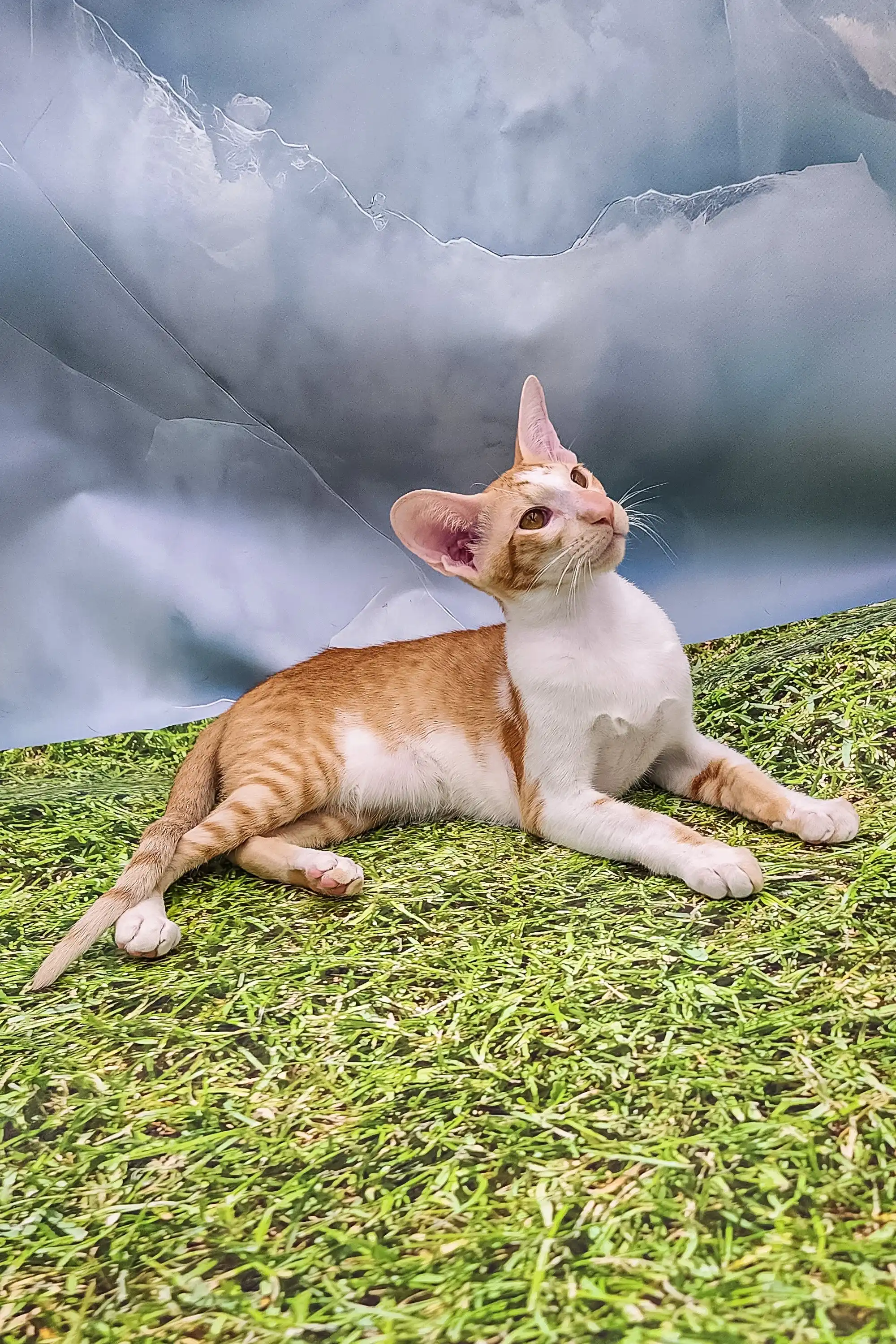 Kevin | Oriental Shorthair Kitten - Image 2