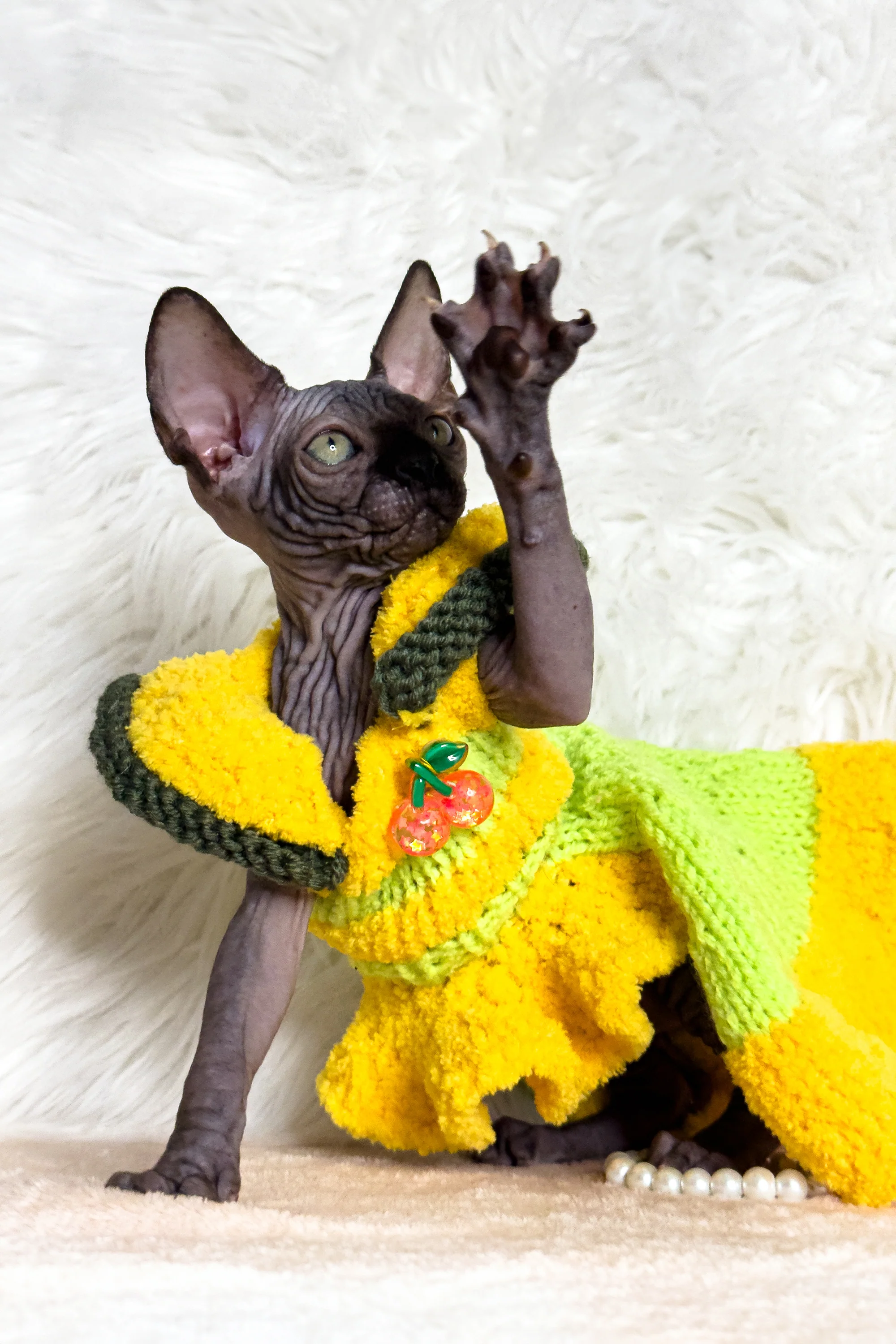 Kiara | Canadian Sphynx Kitten - Image 2