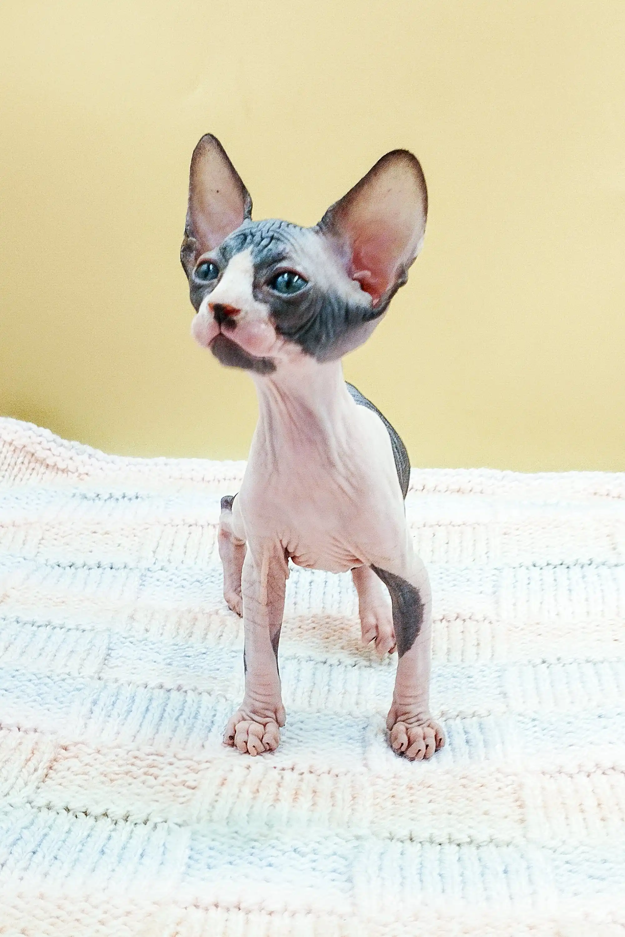 Kiara | Sphynx Kitten - Image 5