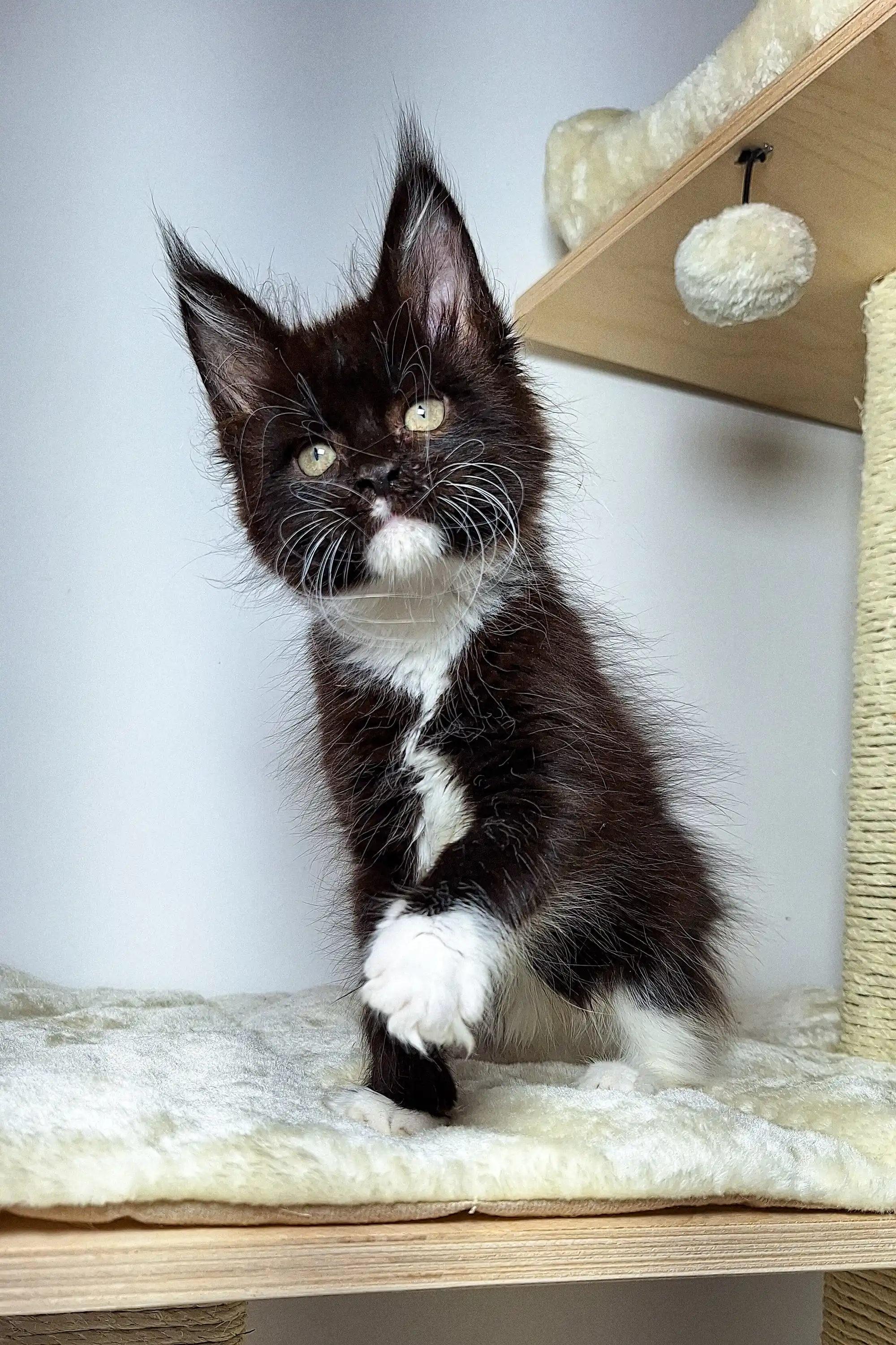 Kimberly | Maine Coon Kitten - Image 10