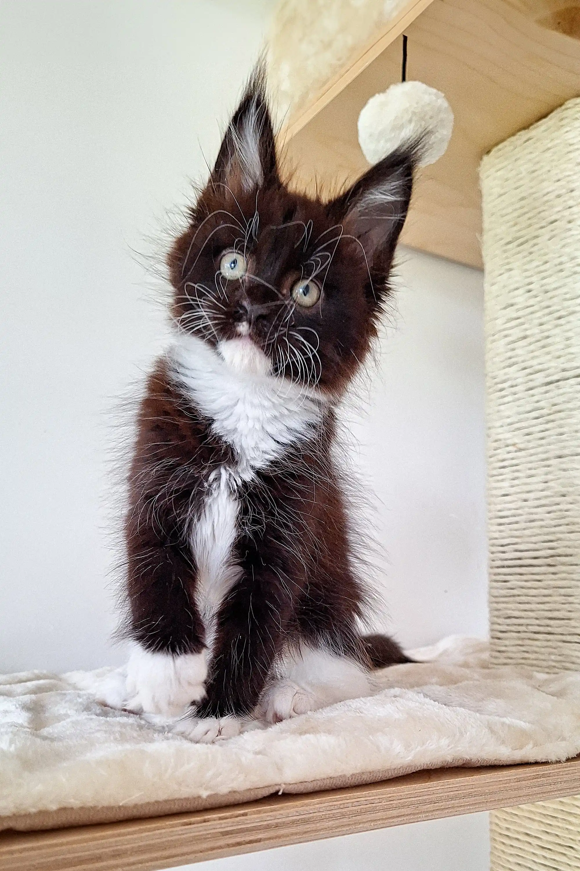 Kimberly | Maine Coon Kitten - Image 11