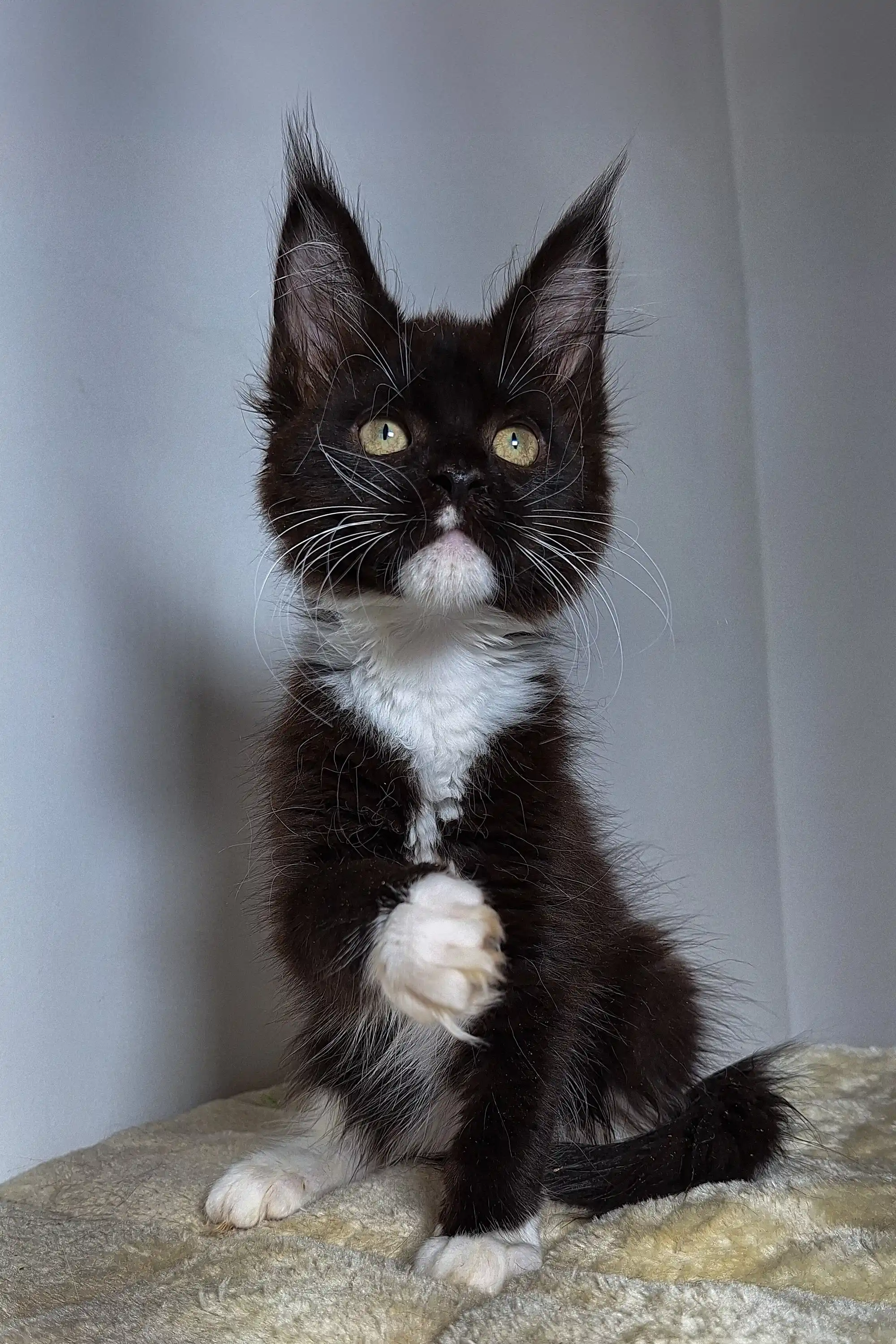 Kimberly | Maine Coon Kitten - Image 3