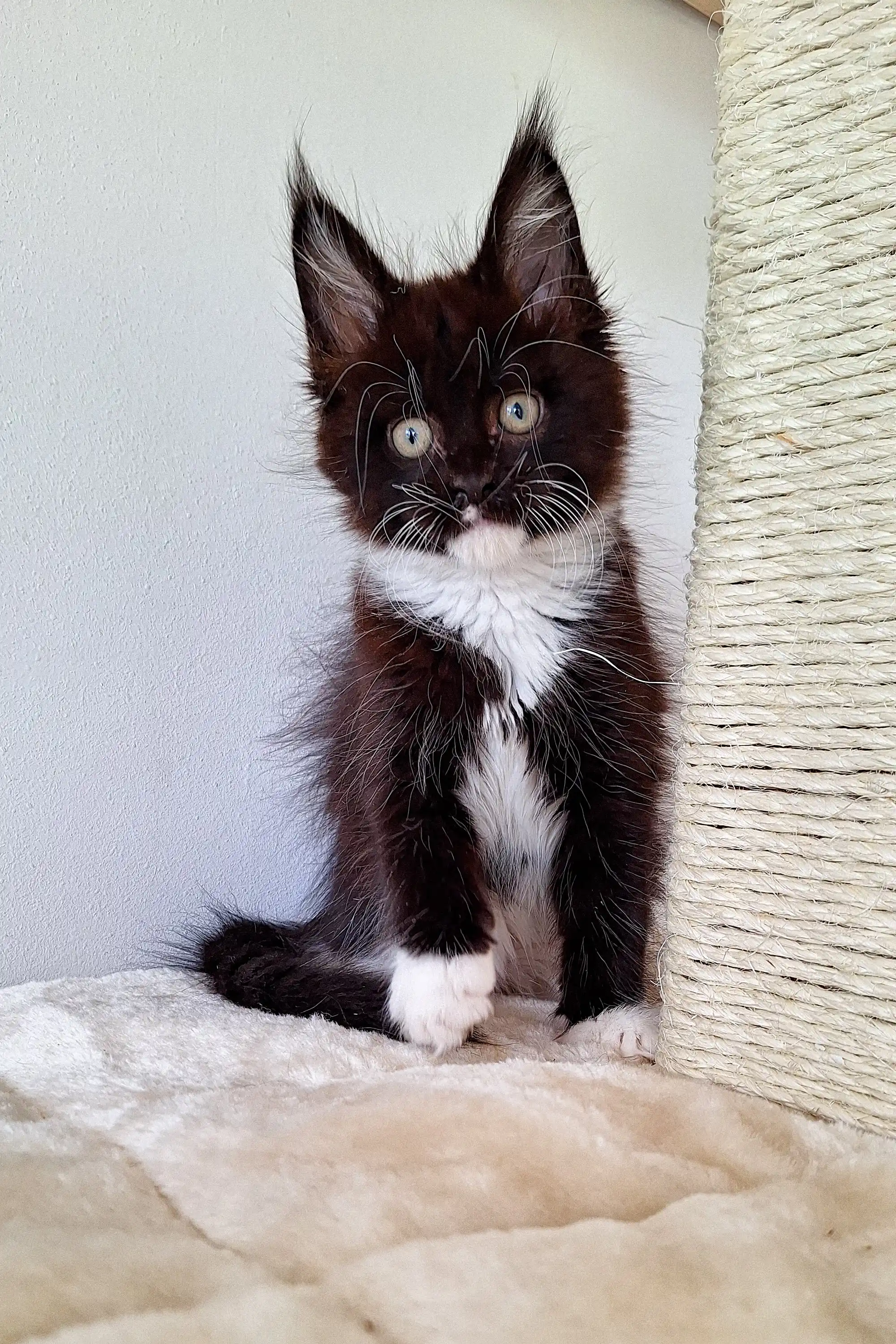 Kimberly | Maine Coon Kitten - Image 9