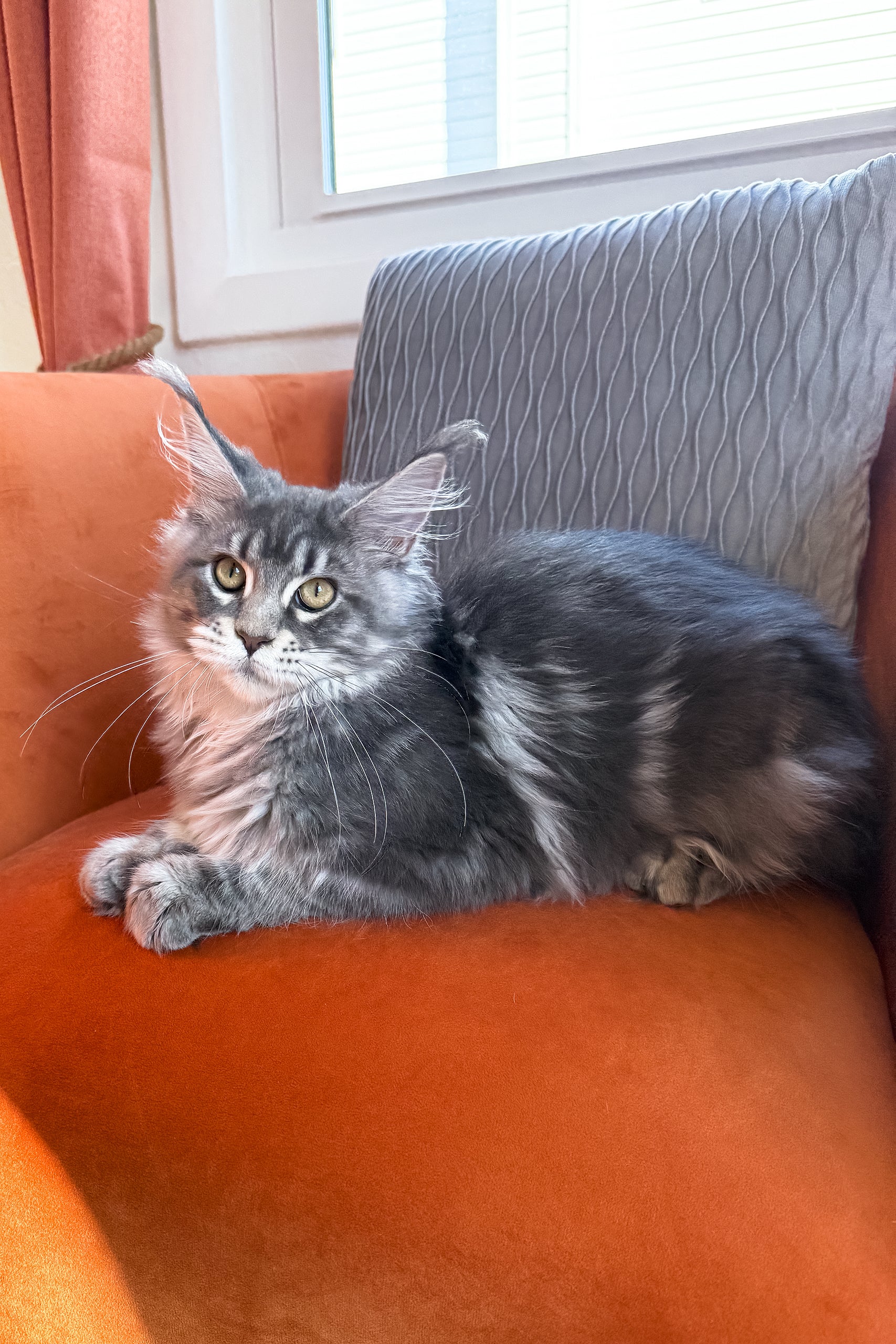 Kimbi | Maine Coon Kitten - Image 12