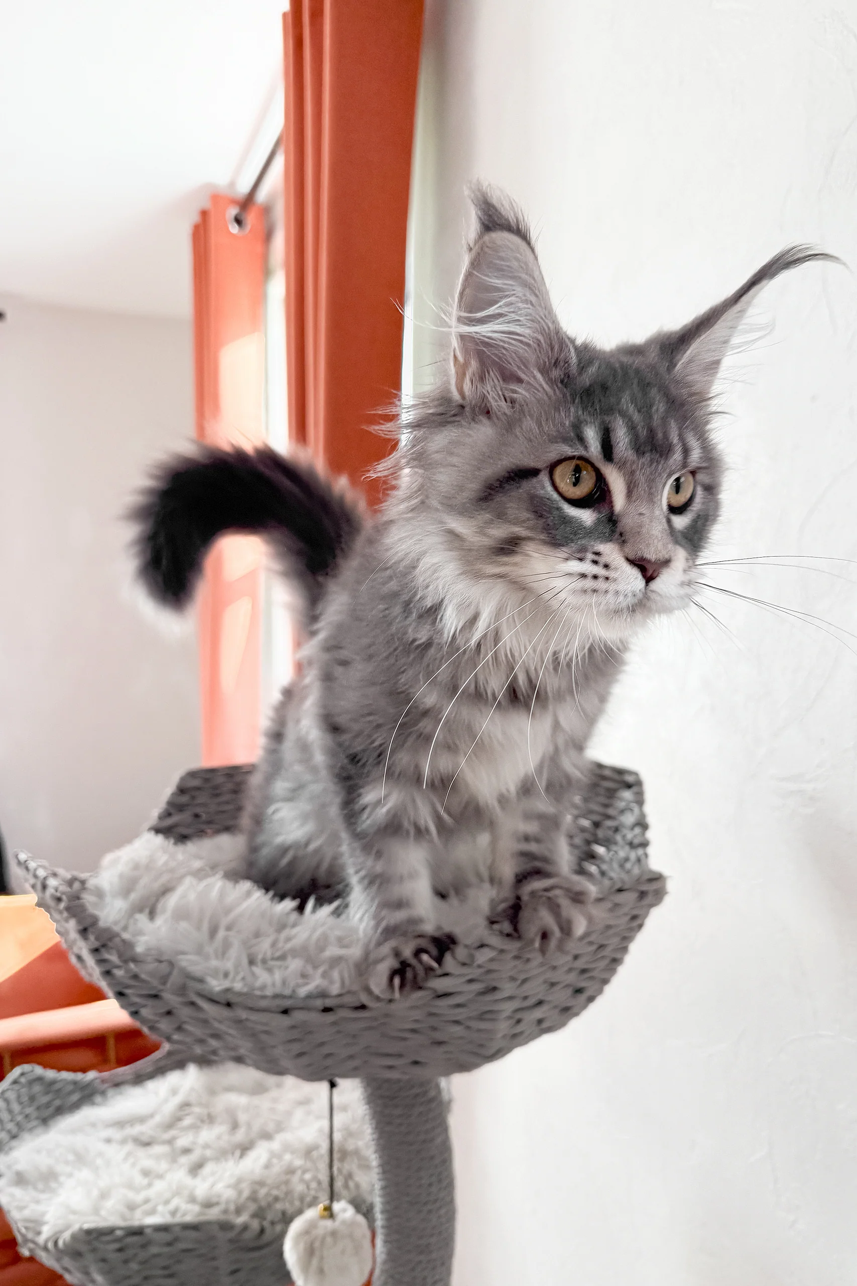 Kimbi | Maine Coon Kitten - Image 4