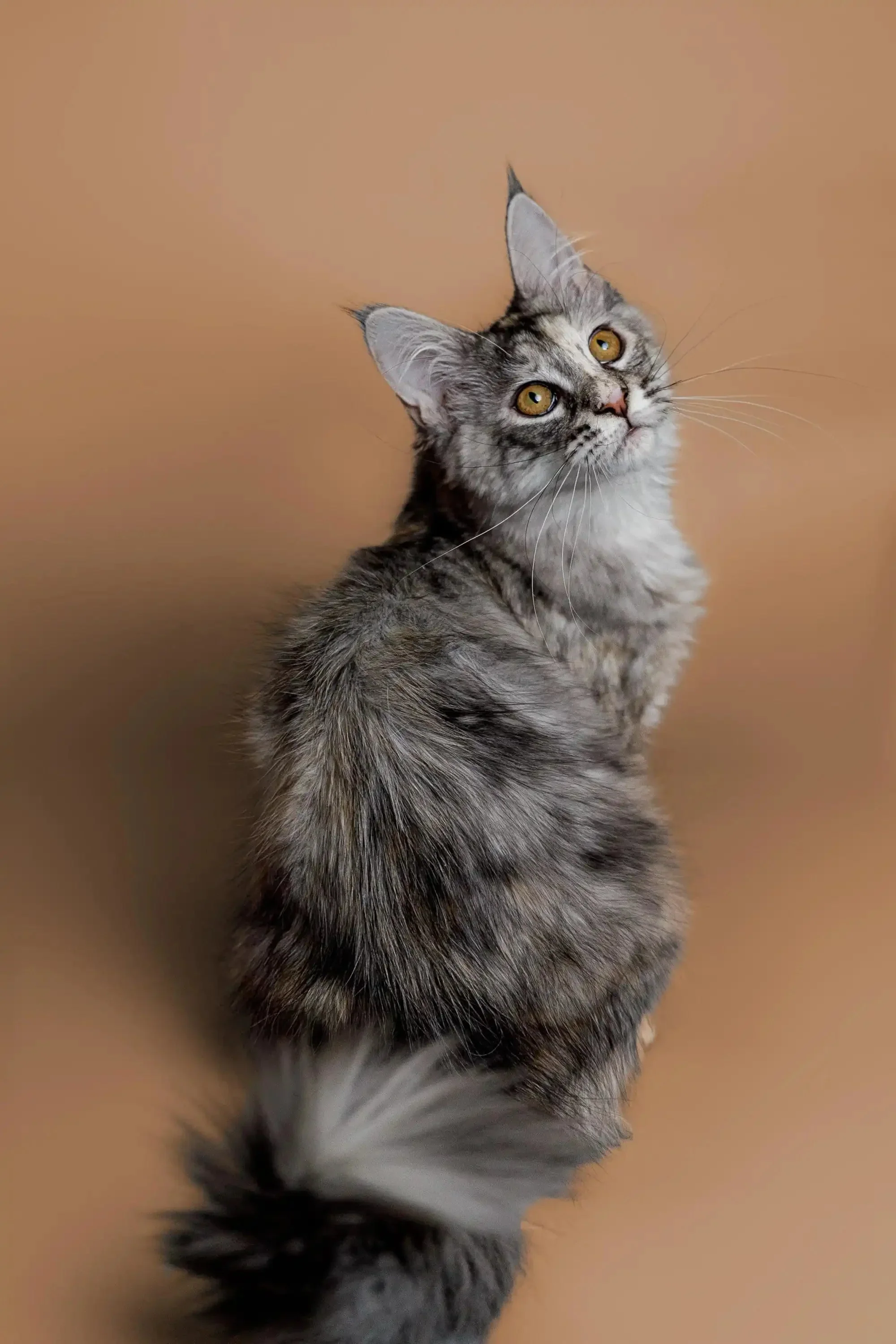 Kimiko | Maine Coon Kitten - Image 2