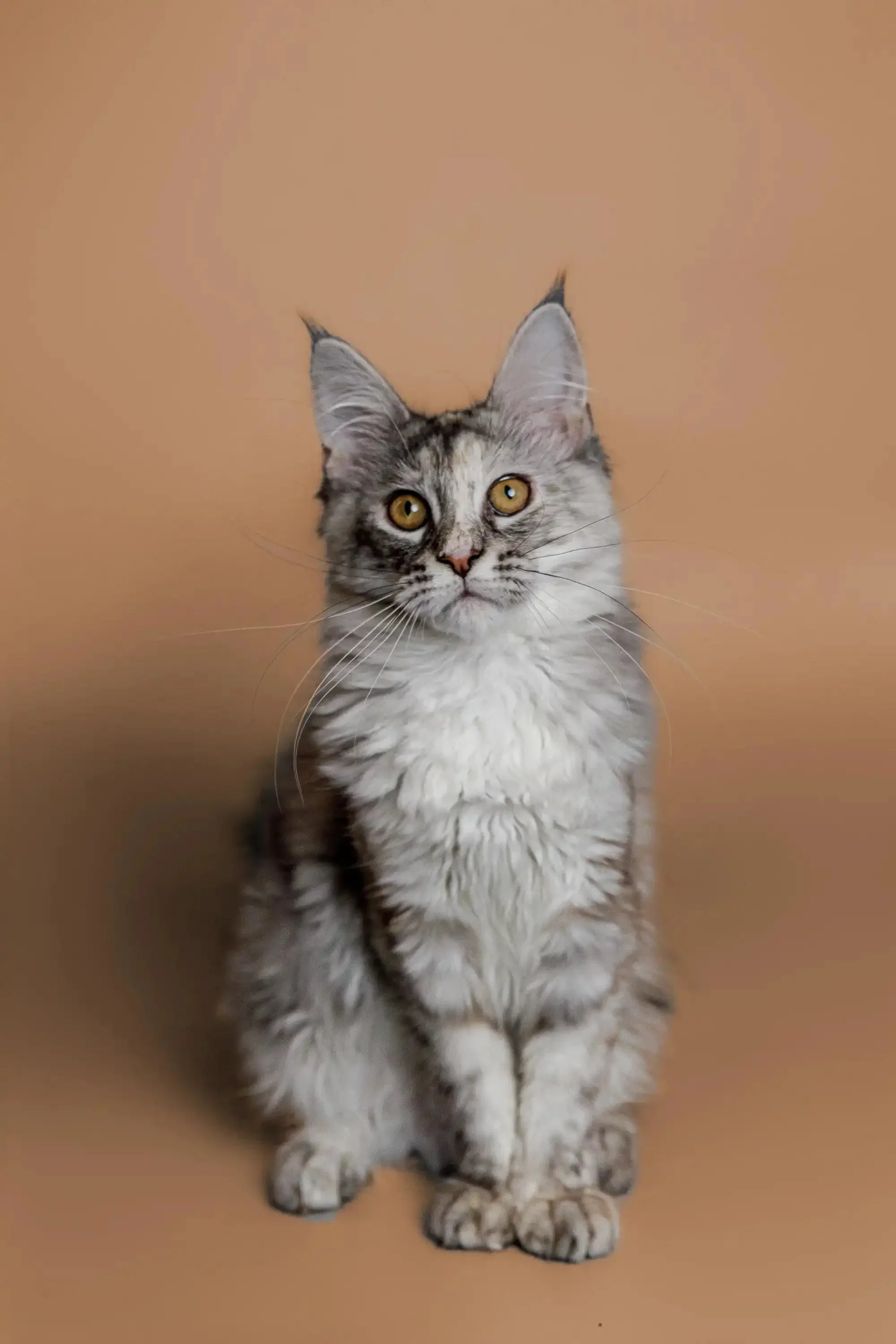 Kimiko | Maine Coon Kitten - Image 3