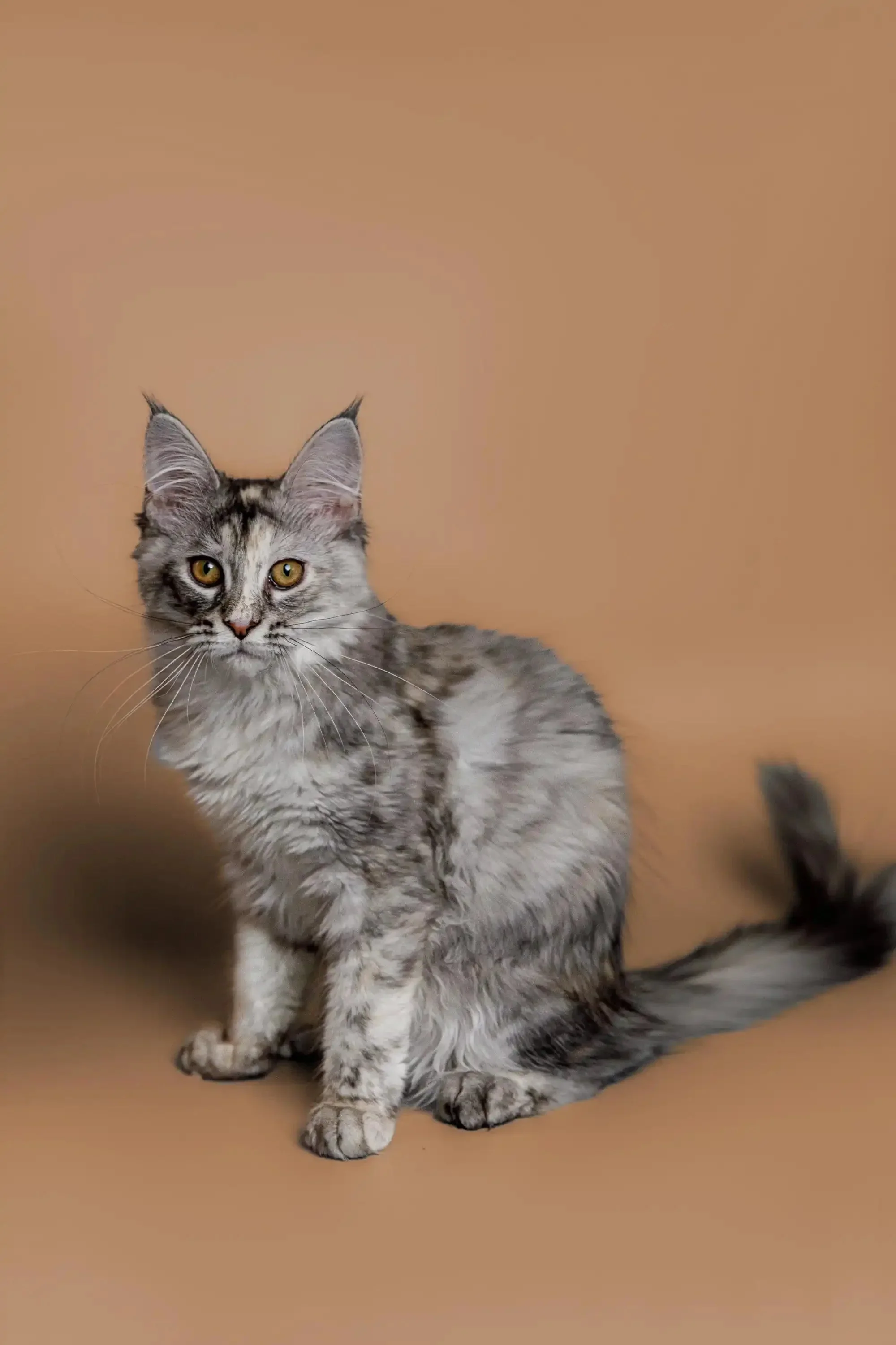 Kimiko | Maine Coon Kitten - Image 8