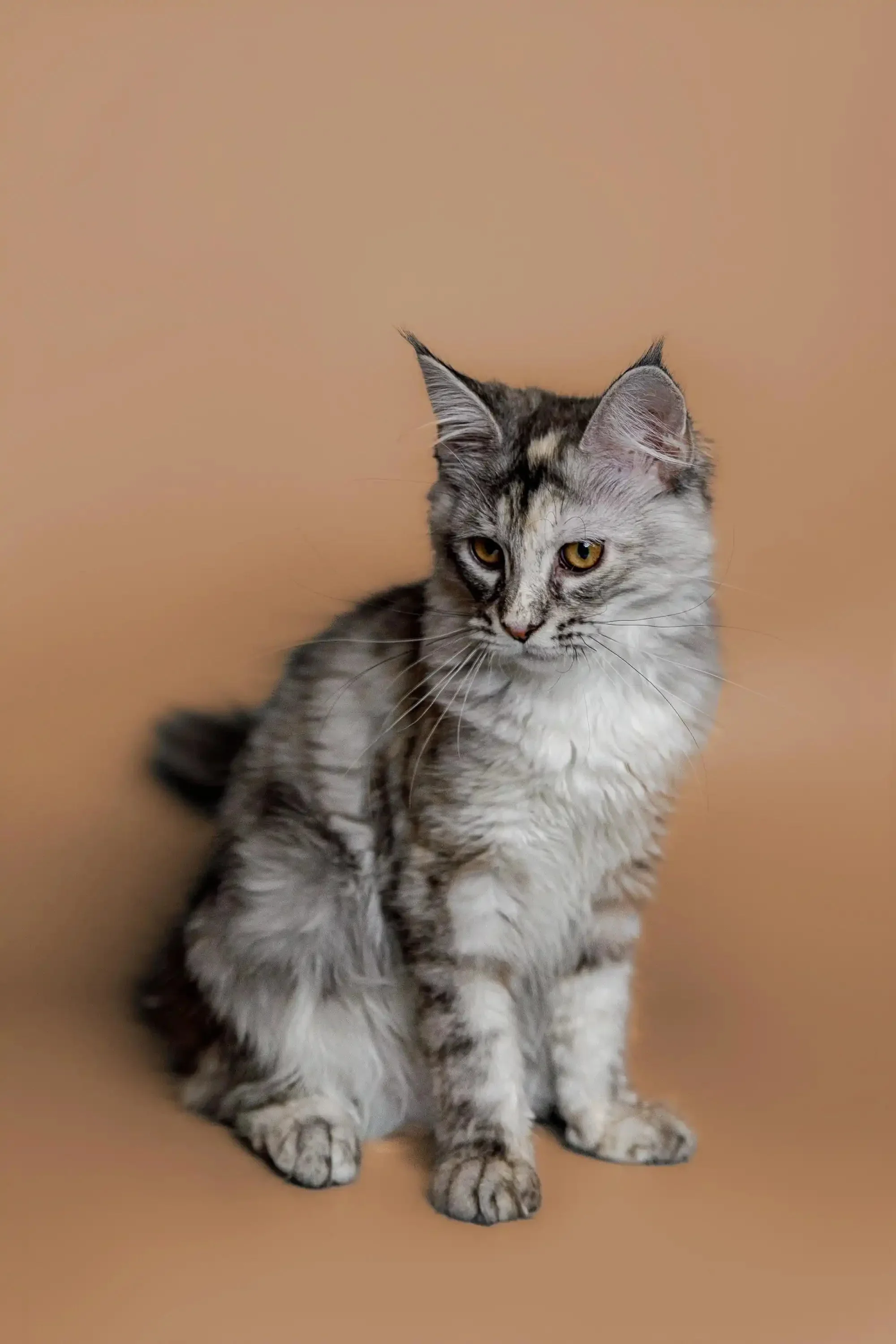 Kimiko | Maine Coon Kitten - Image 9