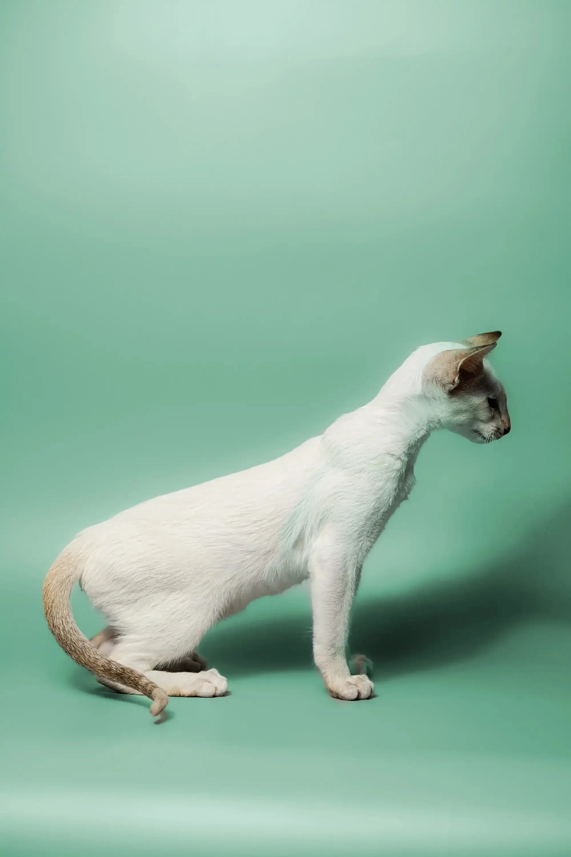 Kimiko | Oriental Kitten - Image 5