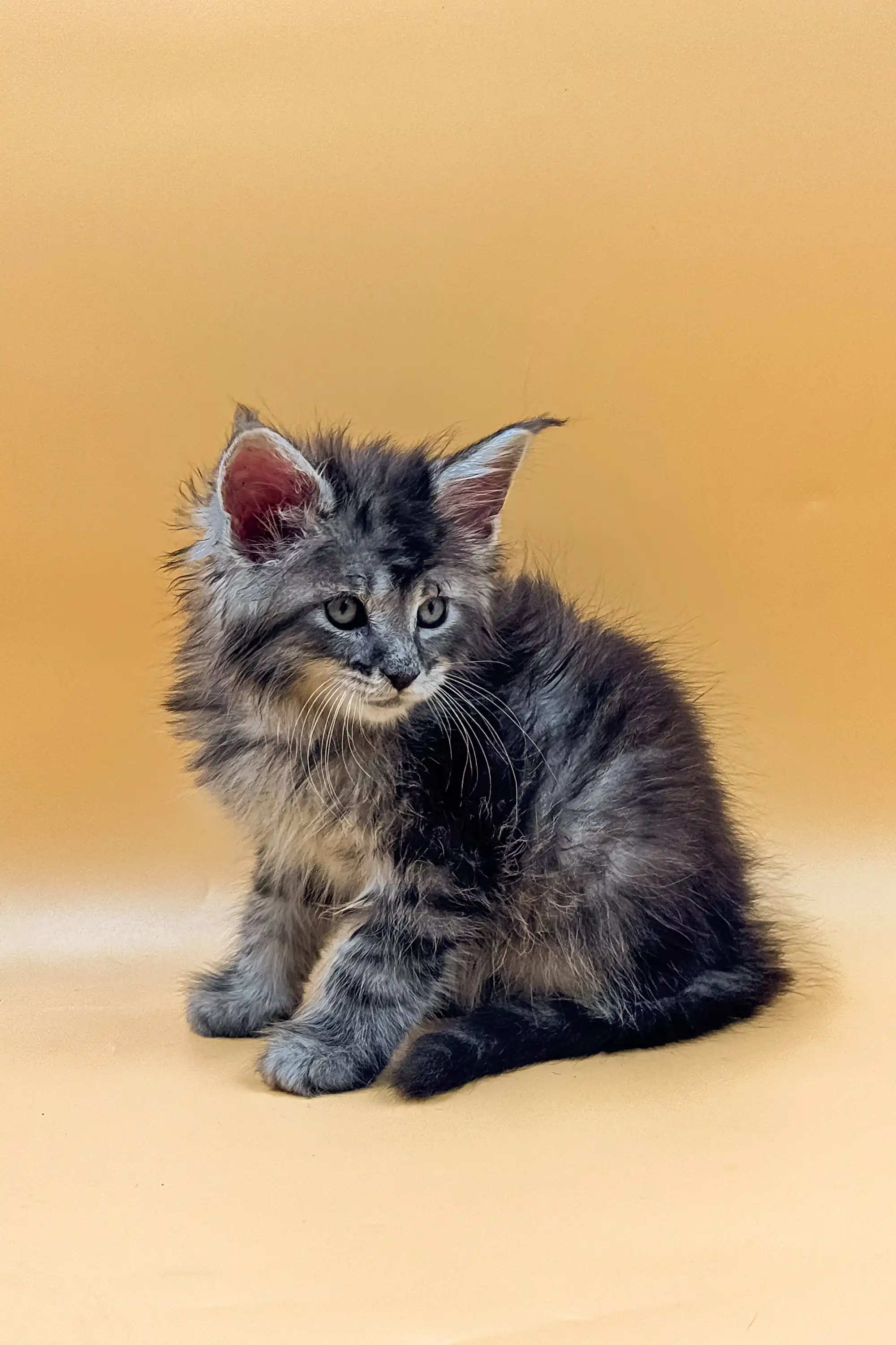 King | Maine Coon Kitten - Image 2
