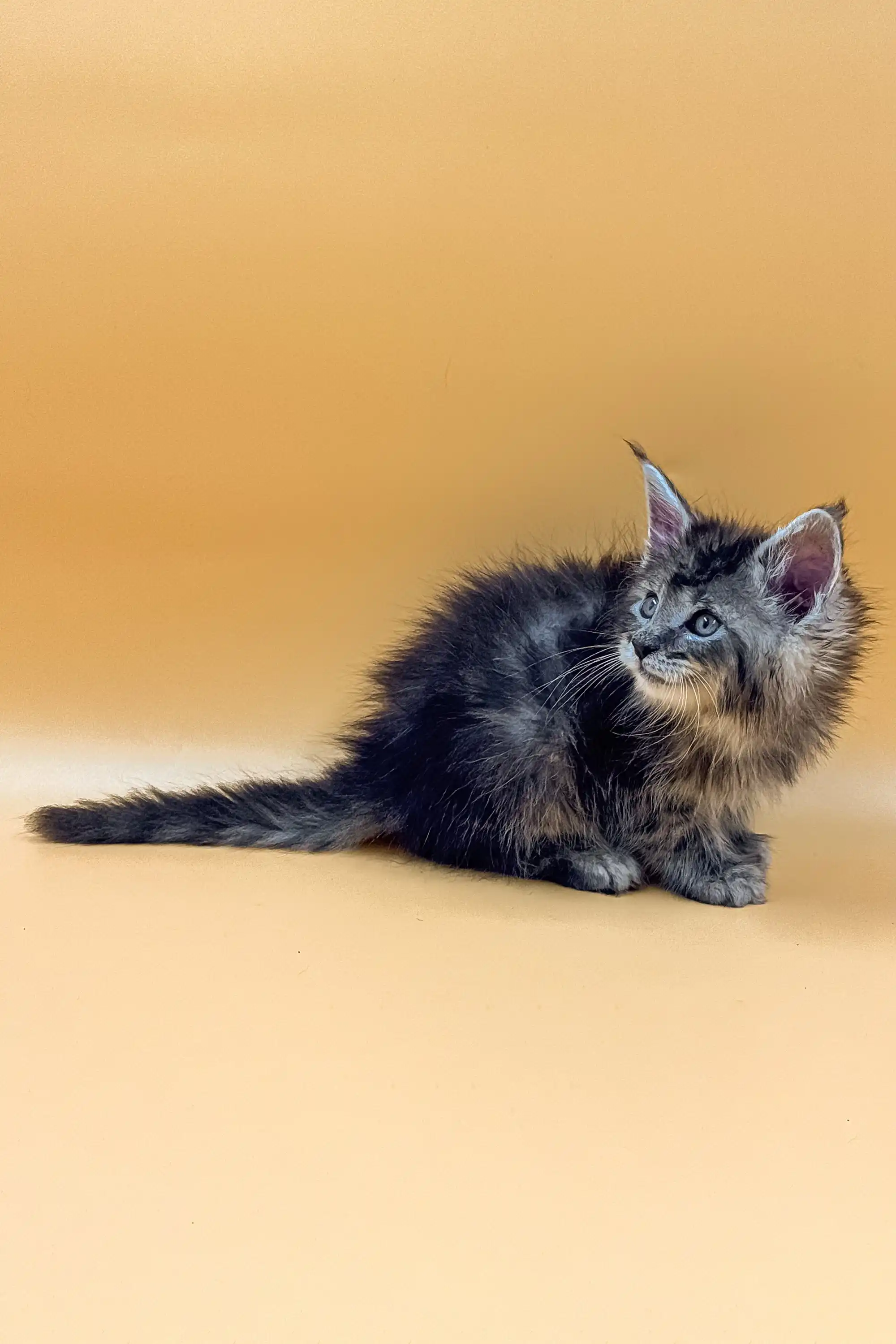 King | Maine Coon Kitten - Image 6