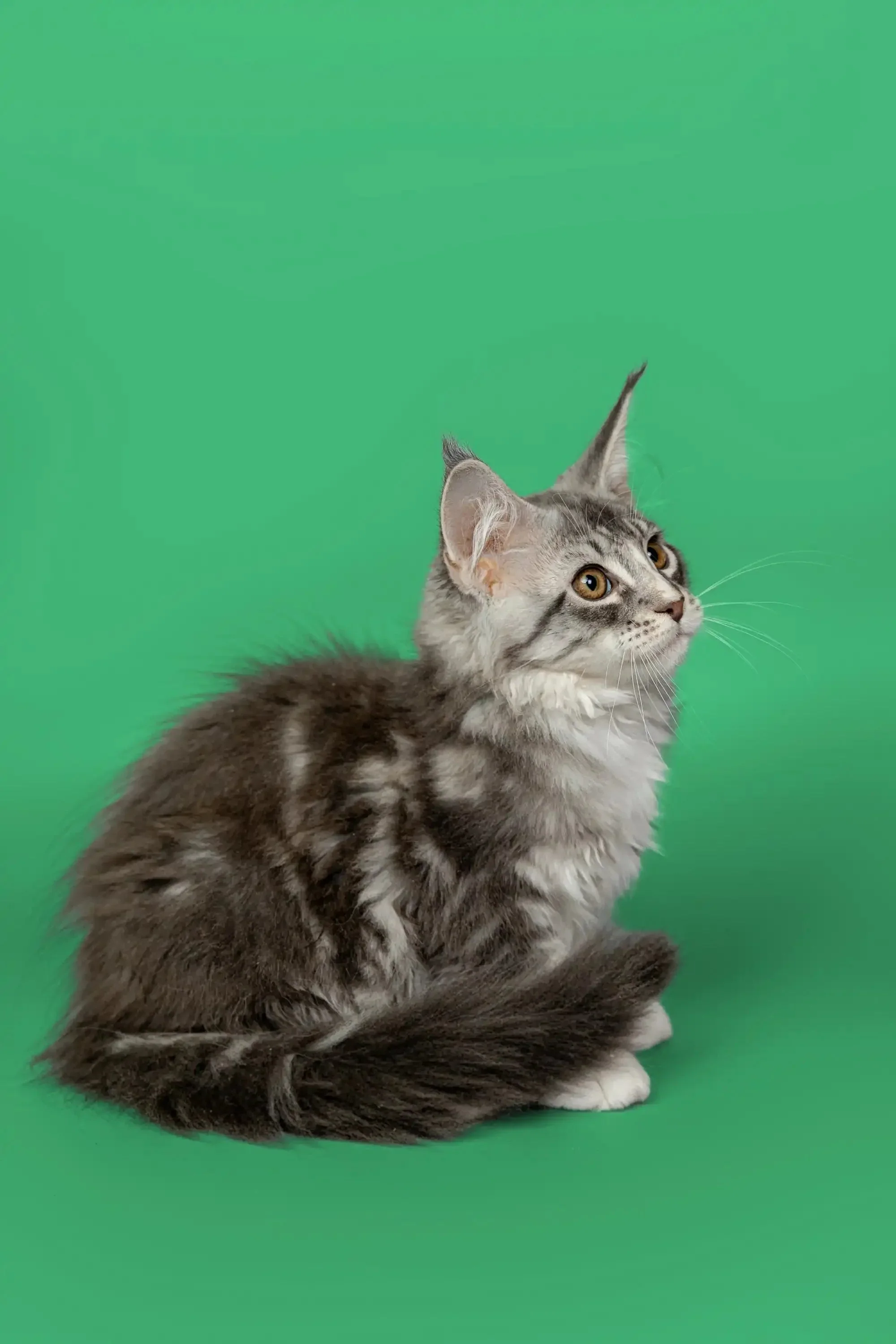 Kingsley | Maine Coon Kitten - Image 13