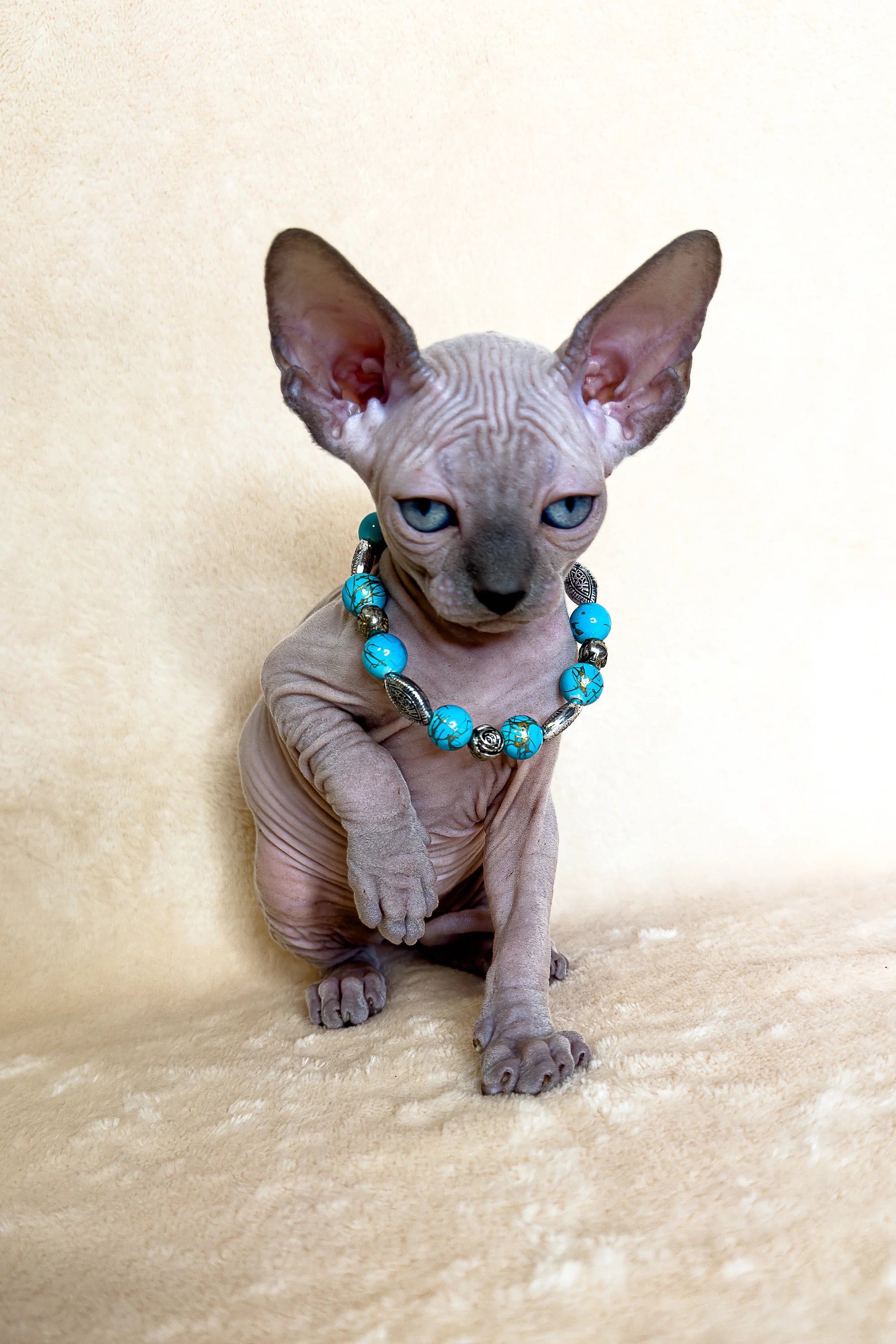 Kira | Canadian Sphynx Kitten - Image 5