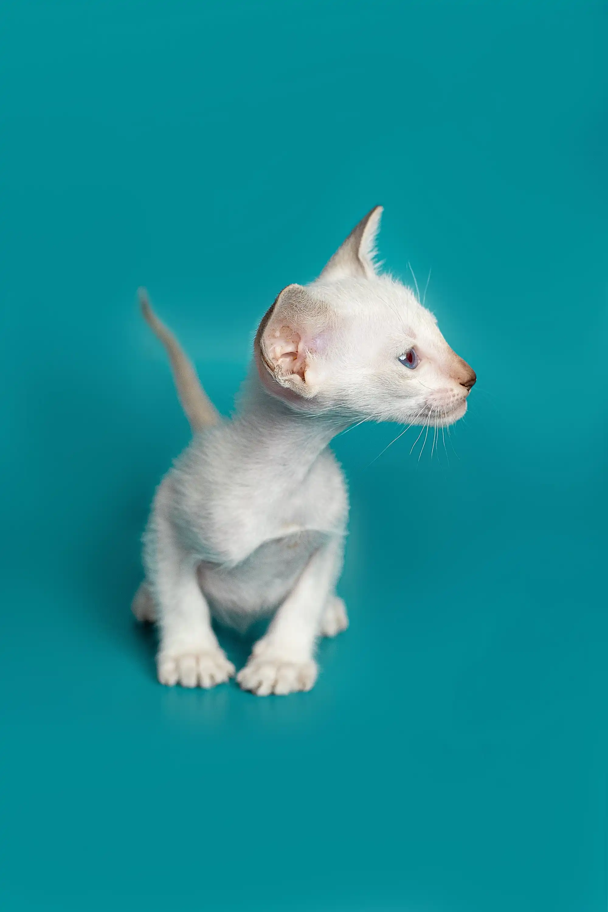 Kristina | Oriental Kitten - Image 10
