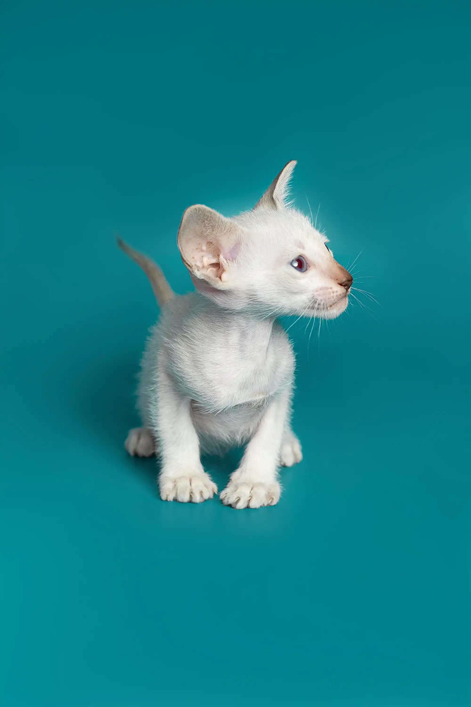Kristina | Oriental Kitten - Image 11