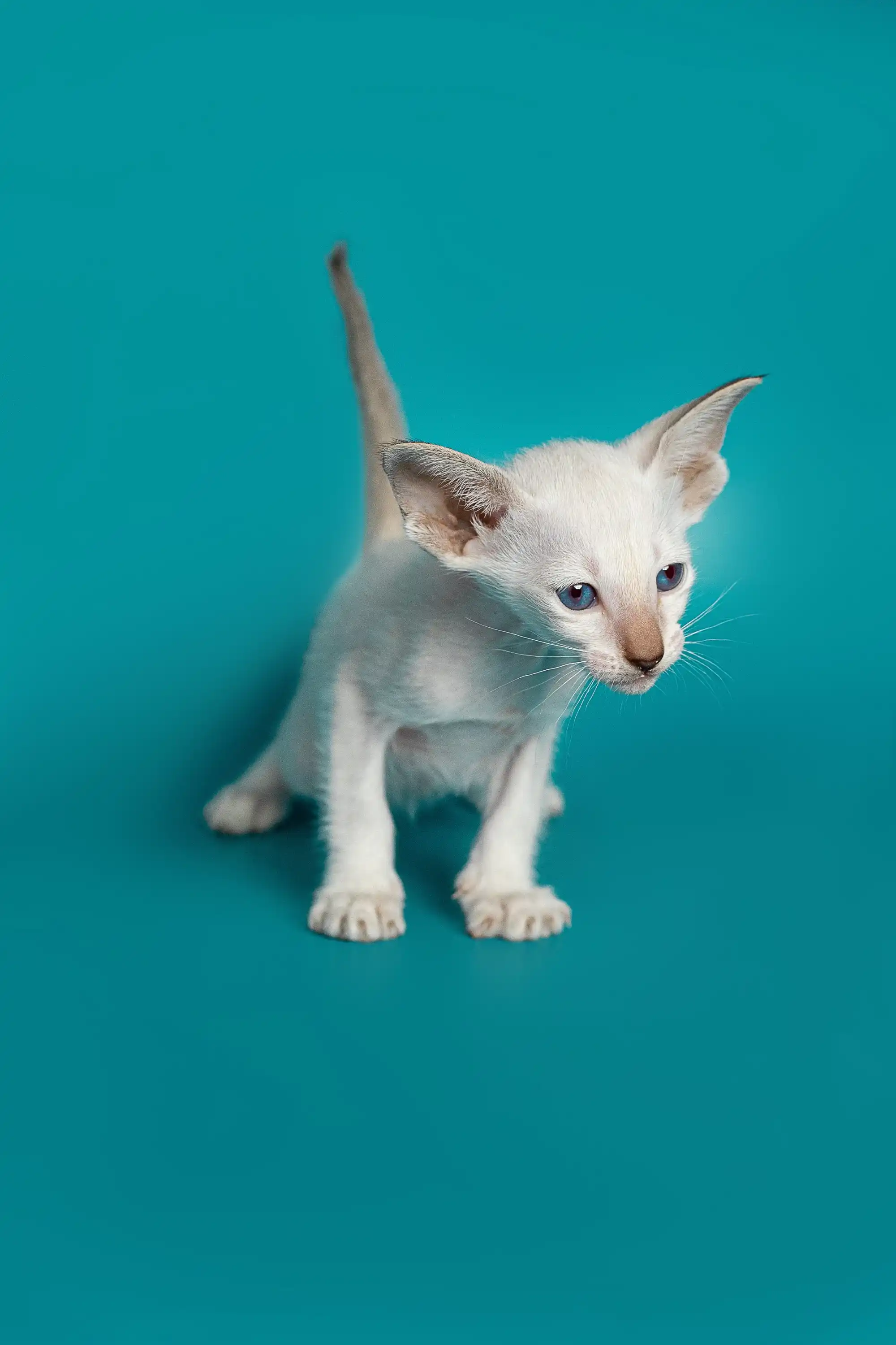 Kristina | Oriental Kitten - Image 4